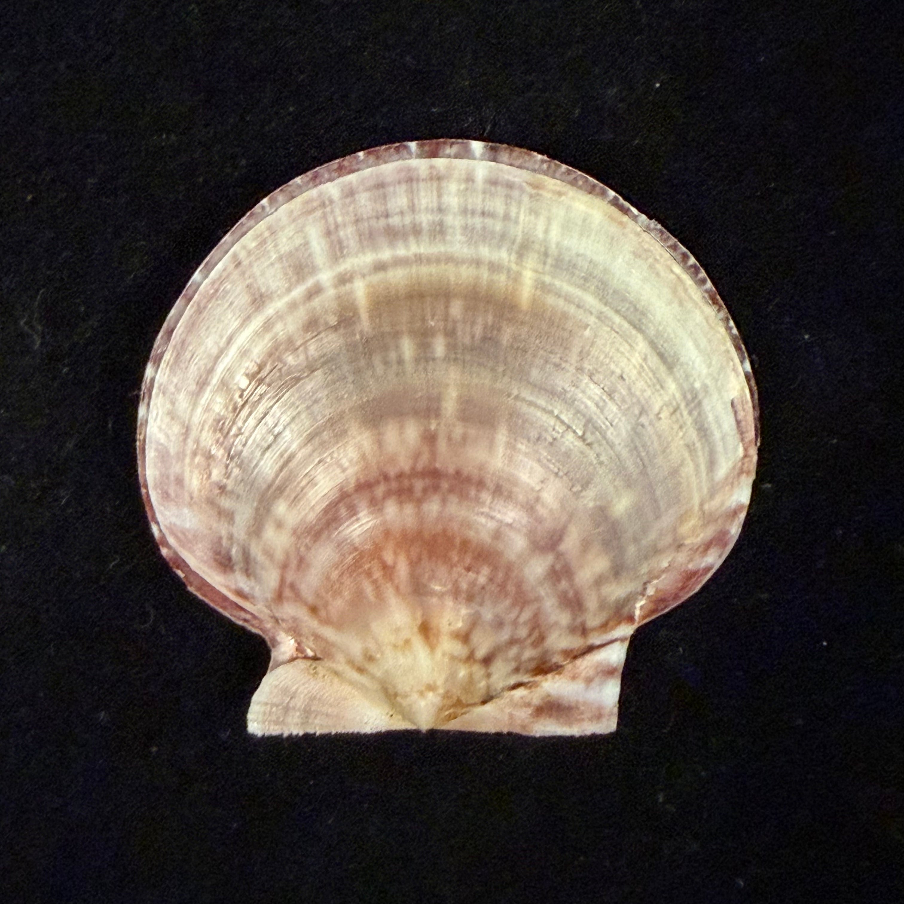 Lissochlamys exotica (Holten, 1802) - 40,5mm