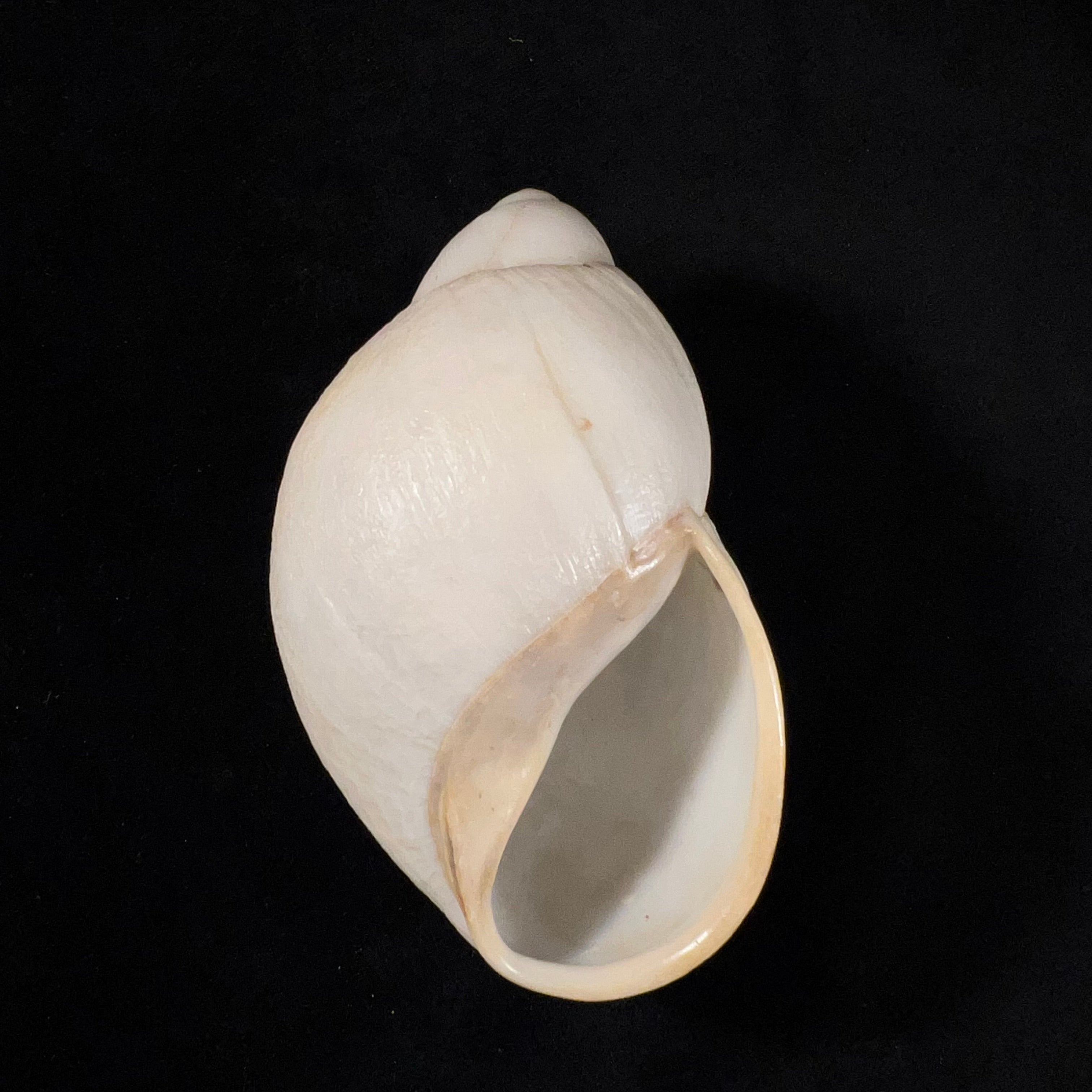 Megalobulimus albus (Bland & W. G. Binney, 1872) - 105,1mm