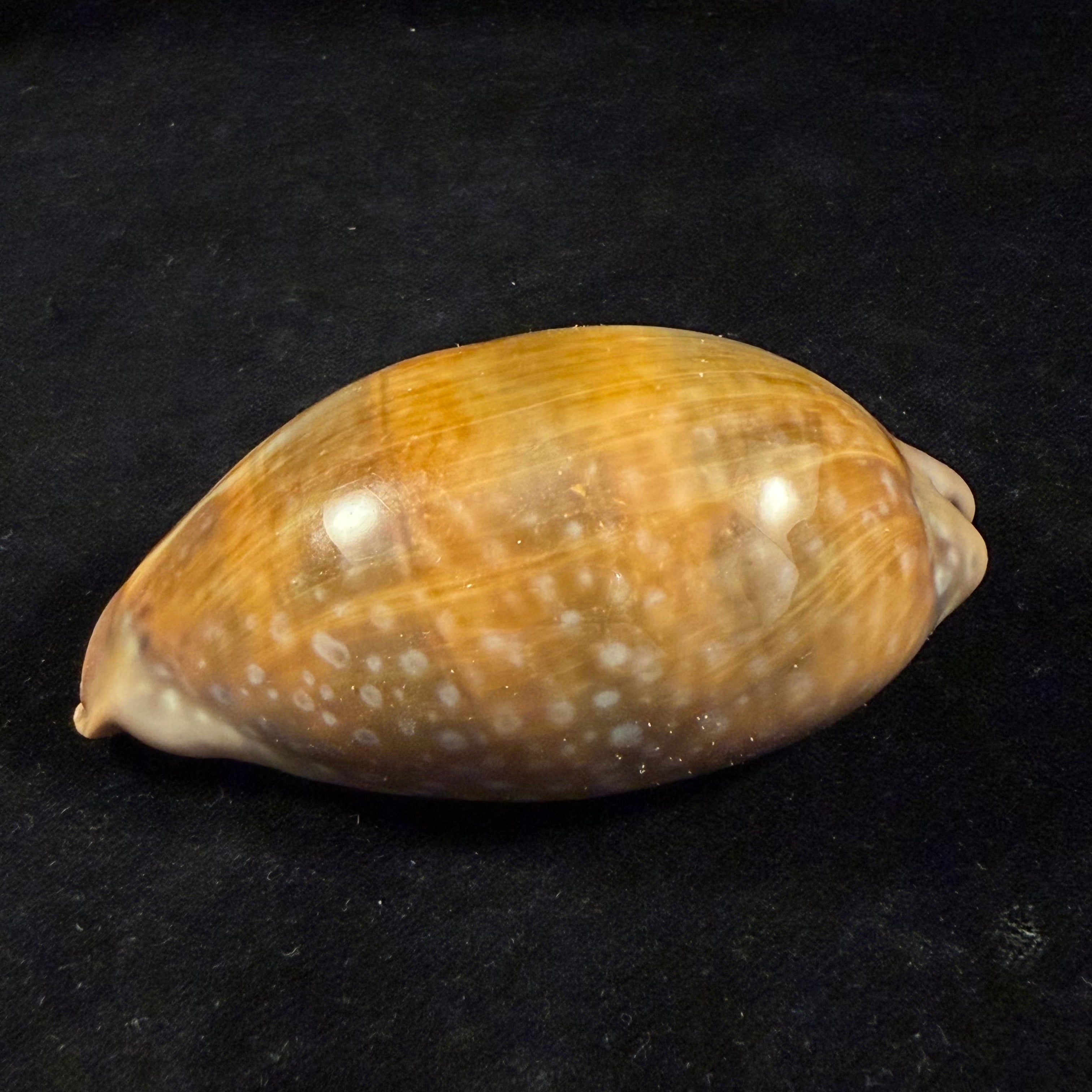 Macrocypraea cervinetta (Kiener, 1844) - 90,7mm