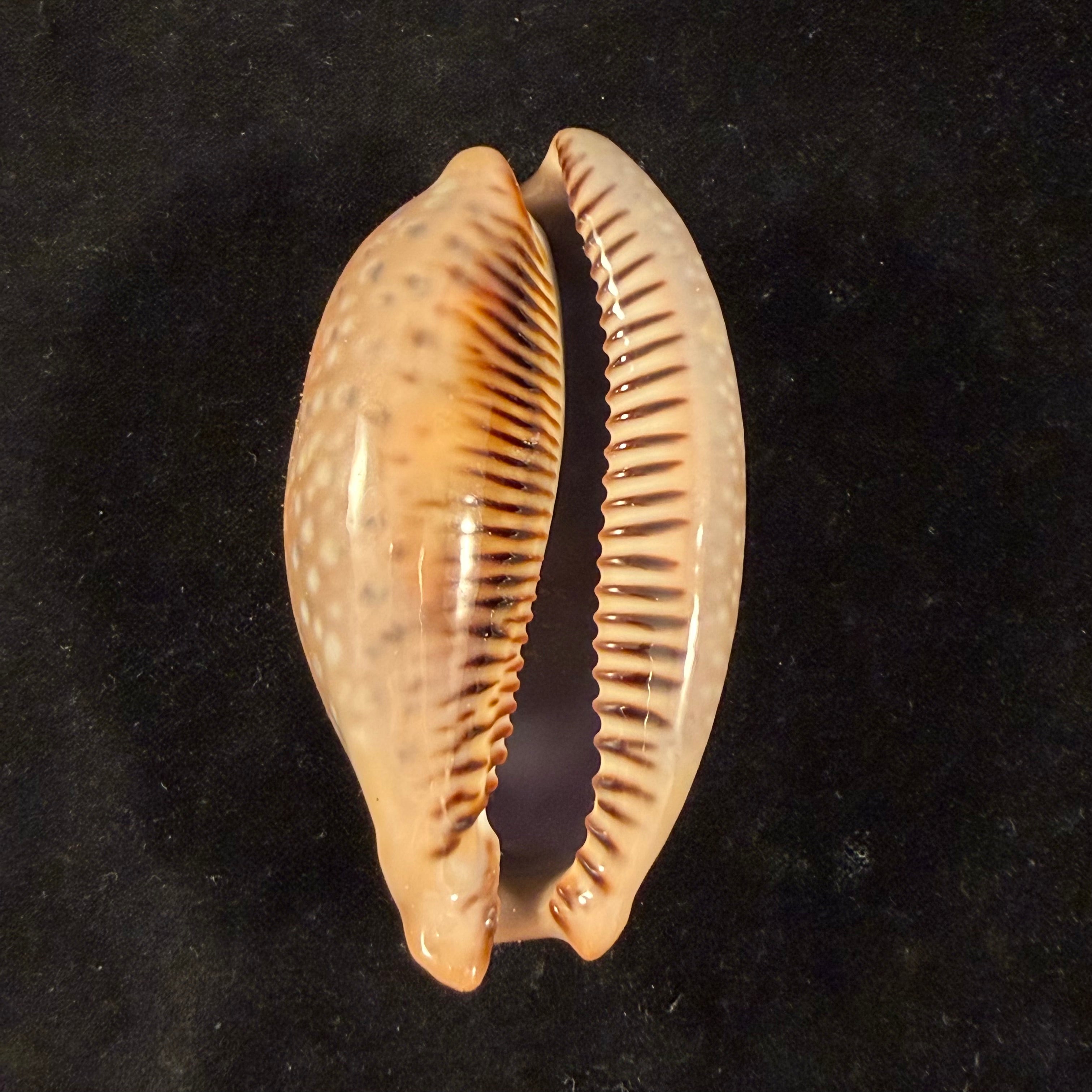 Macrocypraea cervinetta (Kiener, 1844) - 90,7mm