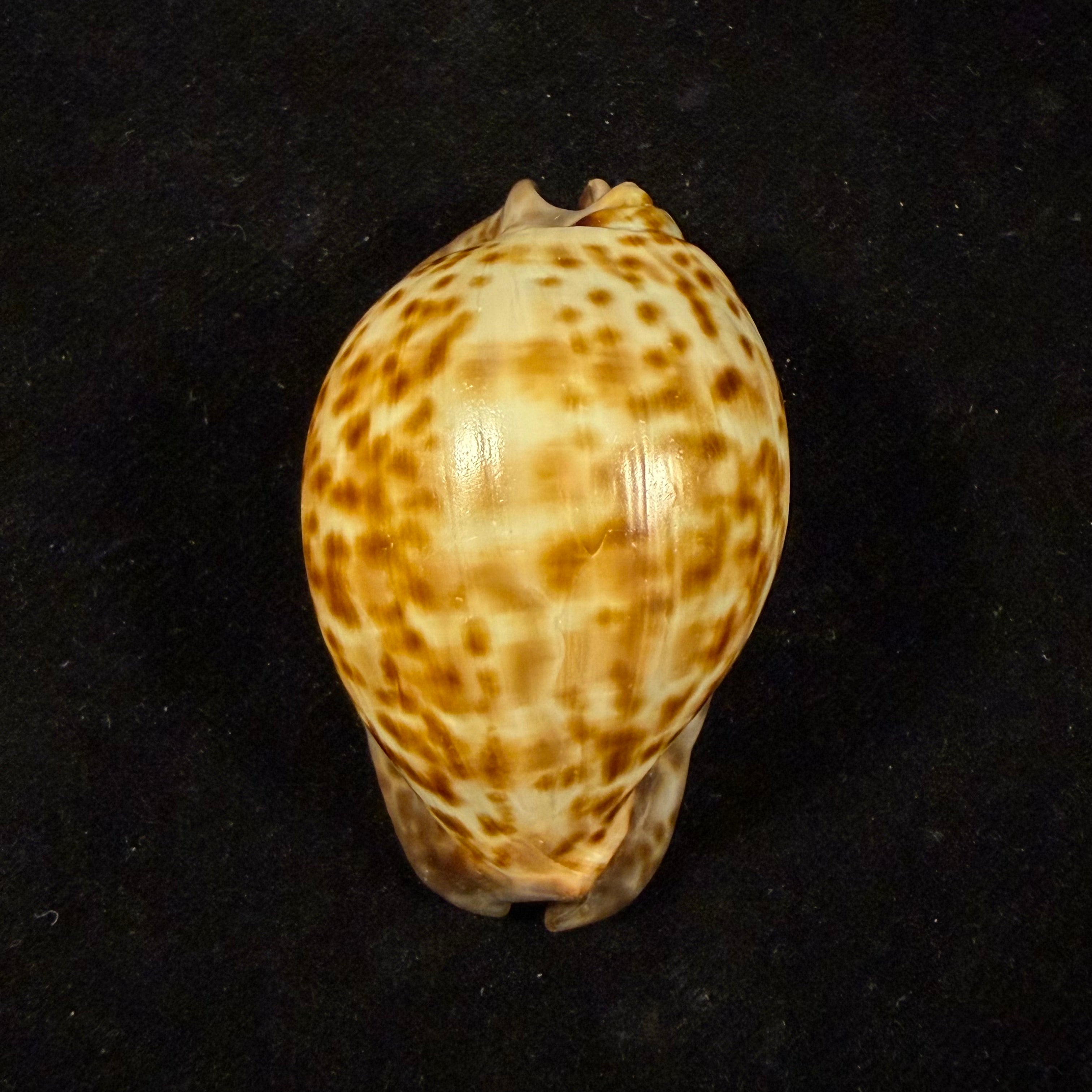 Trona stercoraria stercoraria Linnaeus, 1758 - 58mm