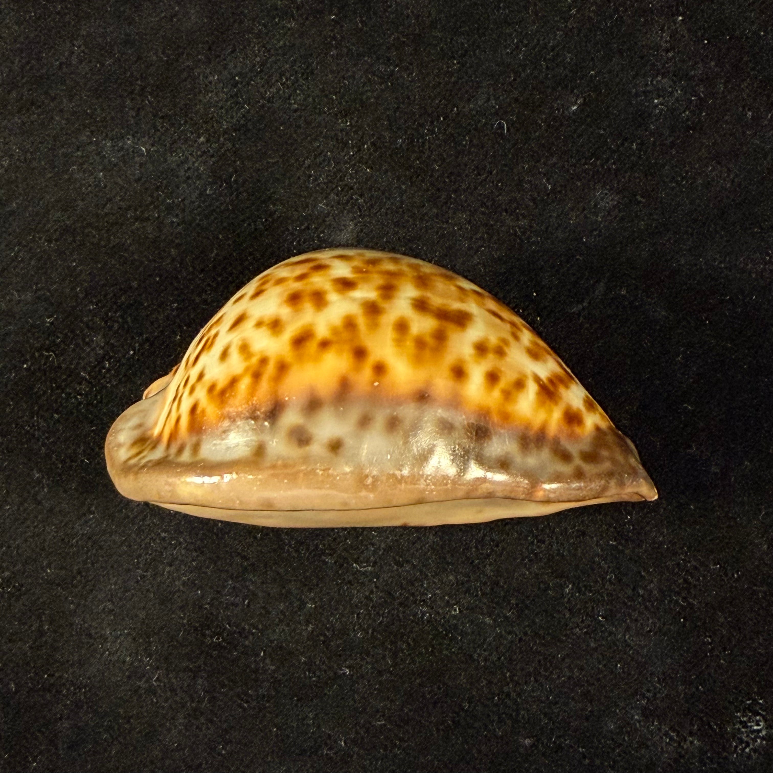 Trona stercoraria stercoraria Linnaeus, 1758 - 58mm
