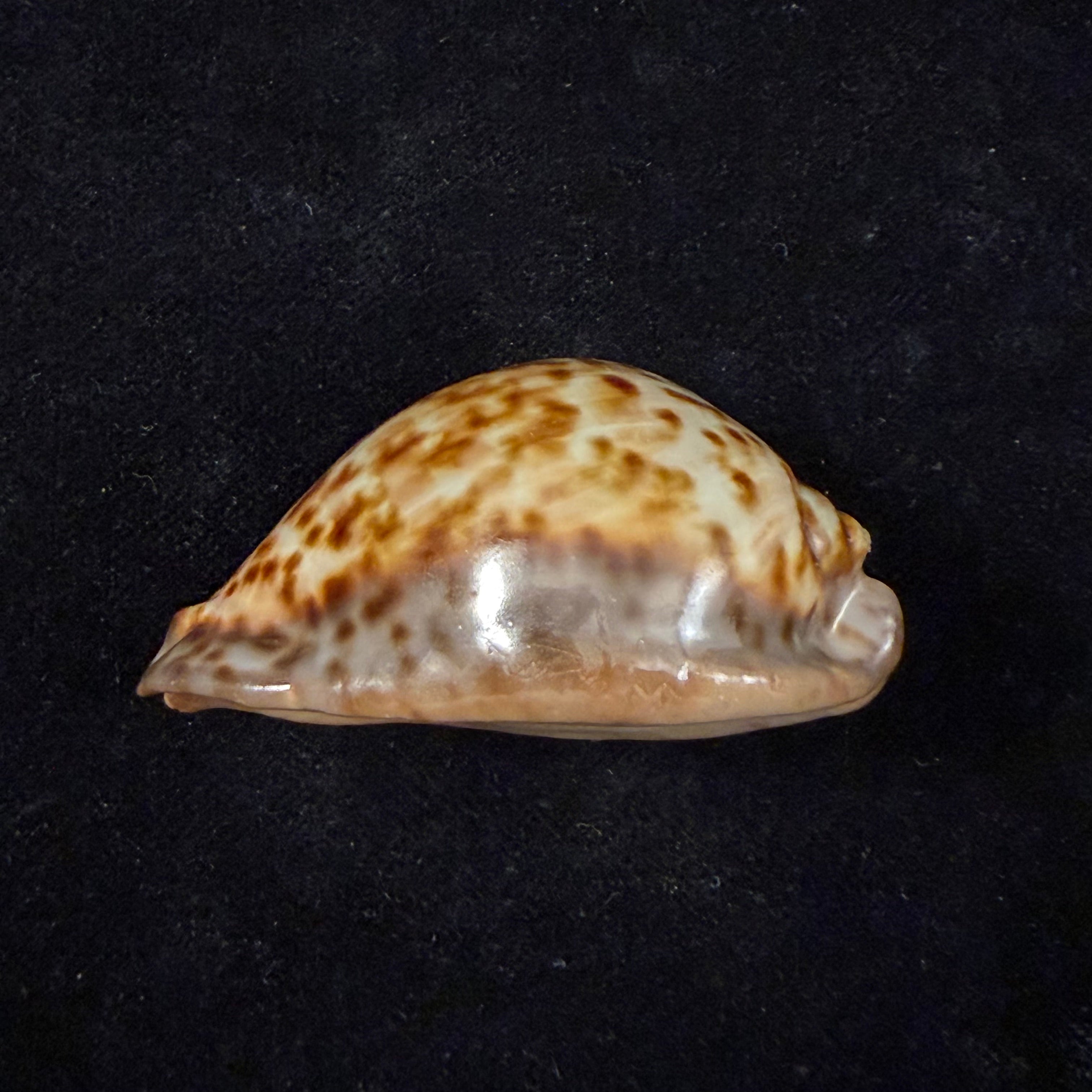 Trona stercoraria stercoraria Linnaeus, 1758 - 58mm