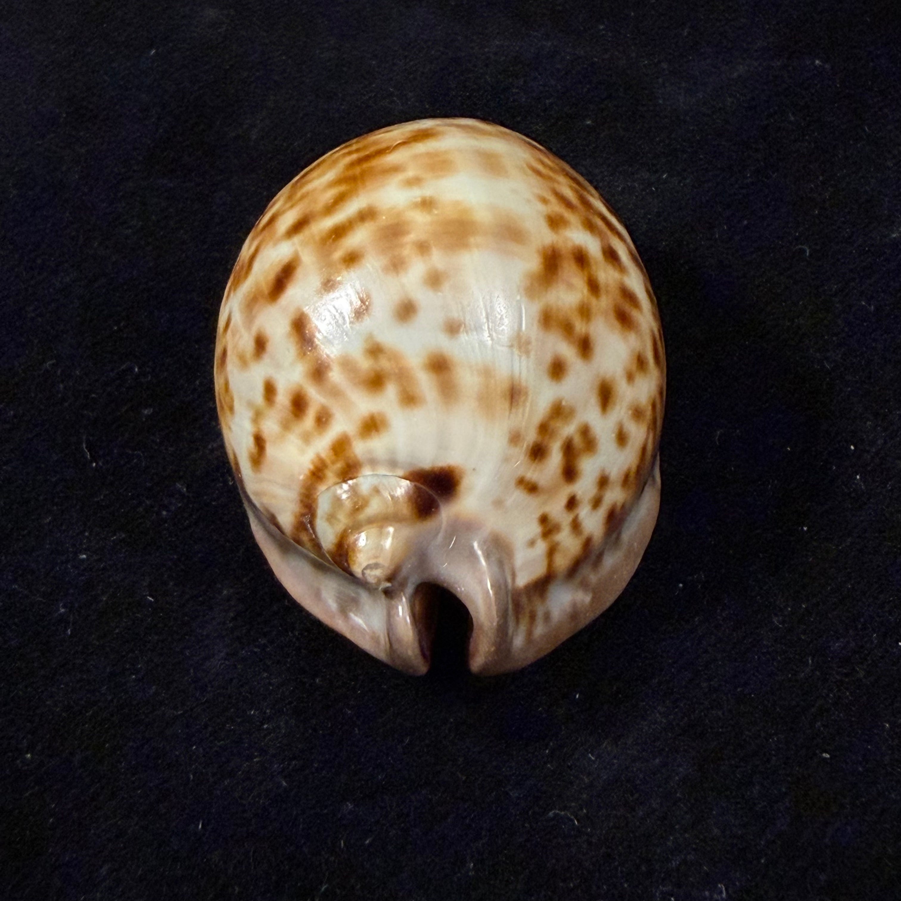 Trona stercoraria stercoraria Linnaeus, 1758 - 58mm
