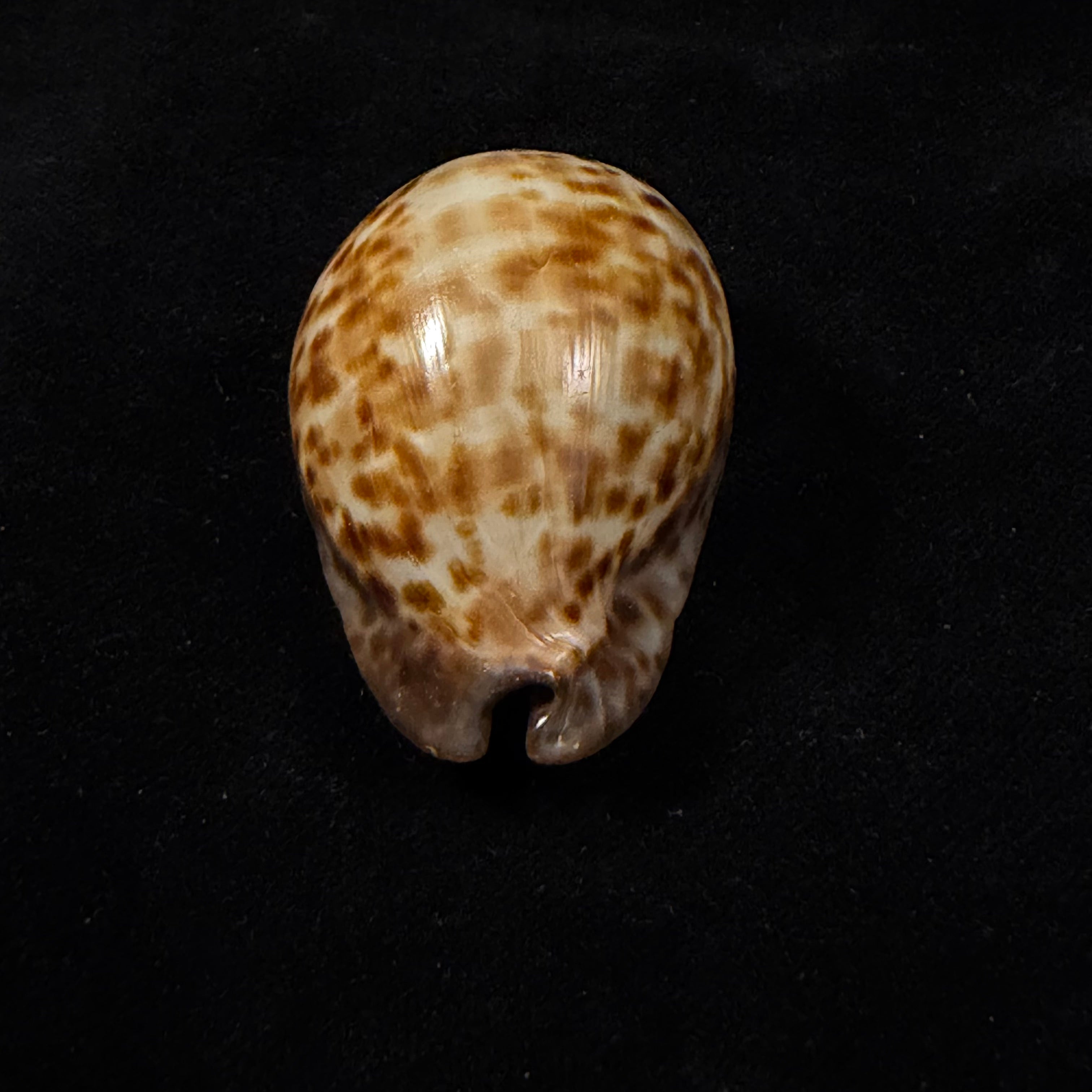 Trona stercoraria stercoraria Linnaeus, 1758 - 58mm