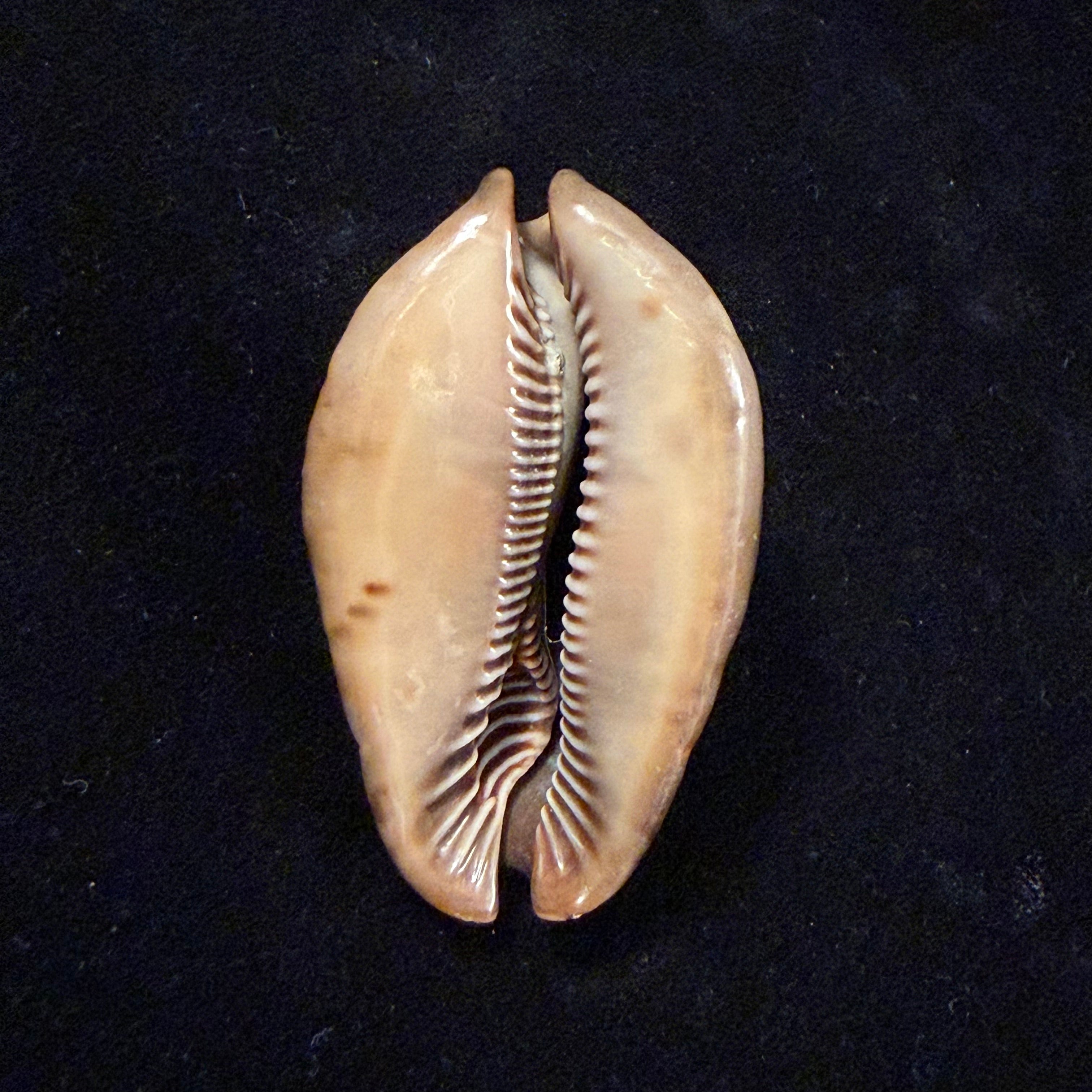 Trona stercoraria stercoraria Linnaeus, 1758 - 58mm
