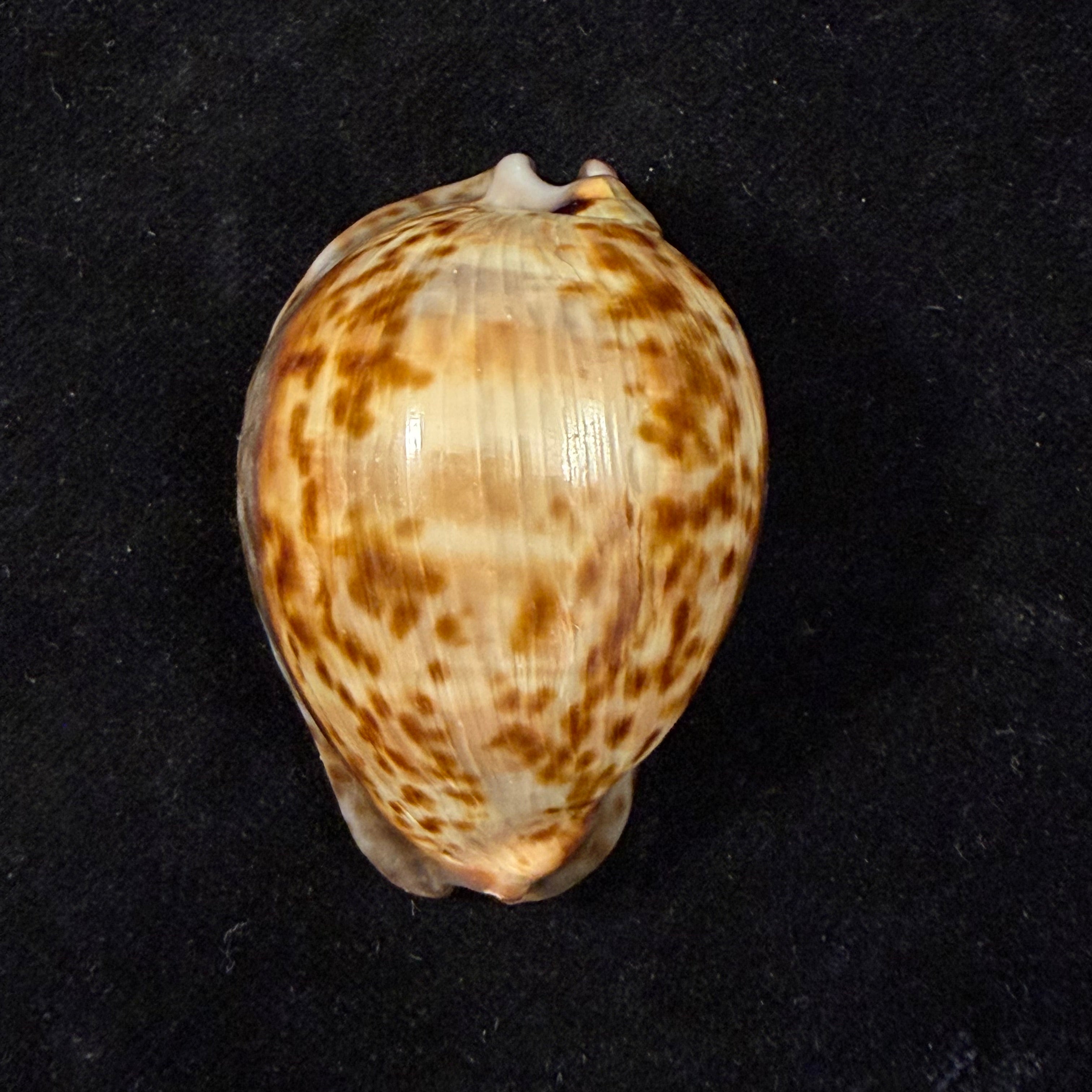 Trona stercoraria stercoraria Linnaeus, 1758 - 52,3mm