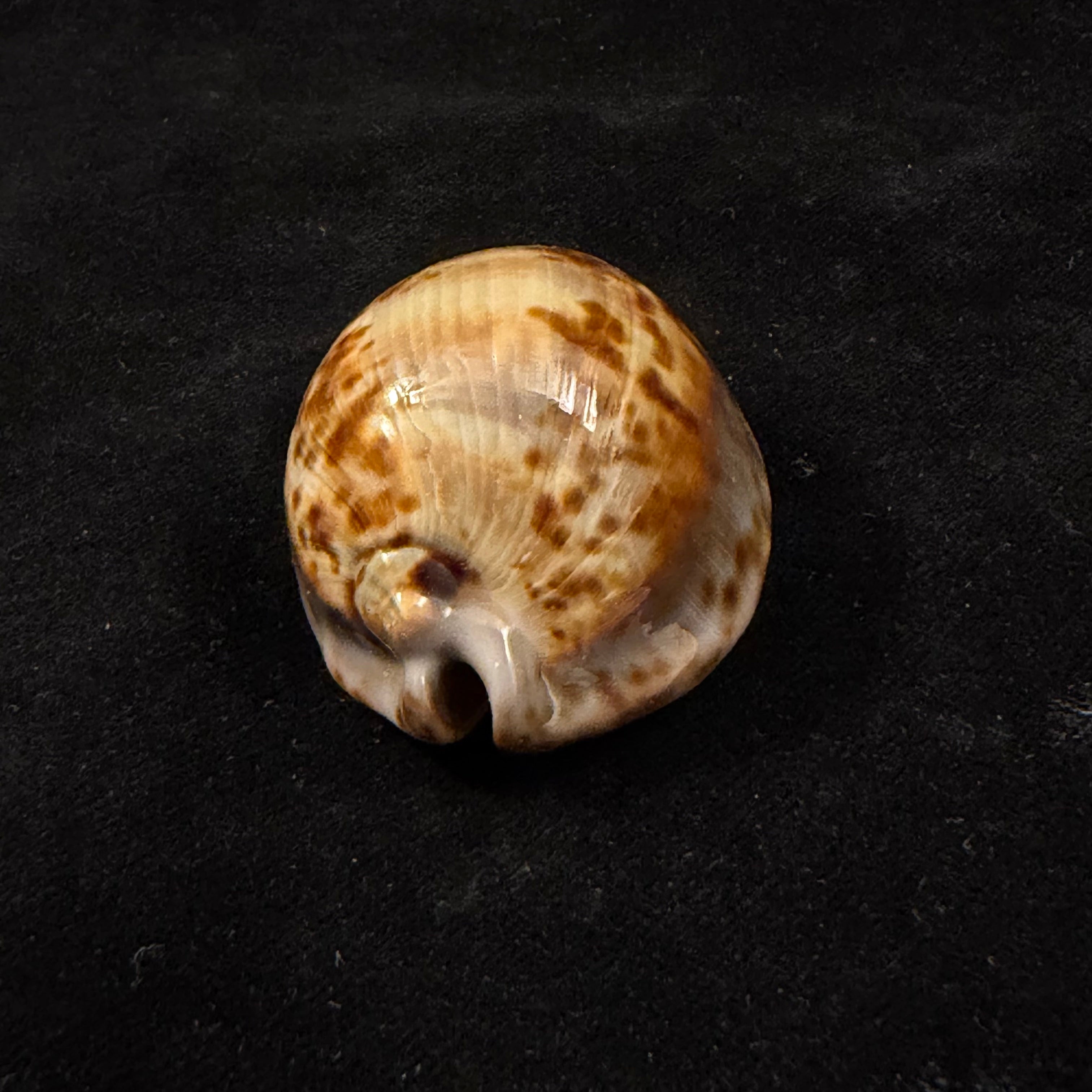 Trona stercoraria stercoraria Linnaeus, 1758 - 52,3mm