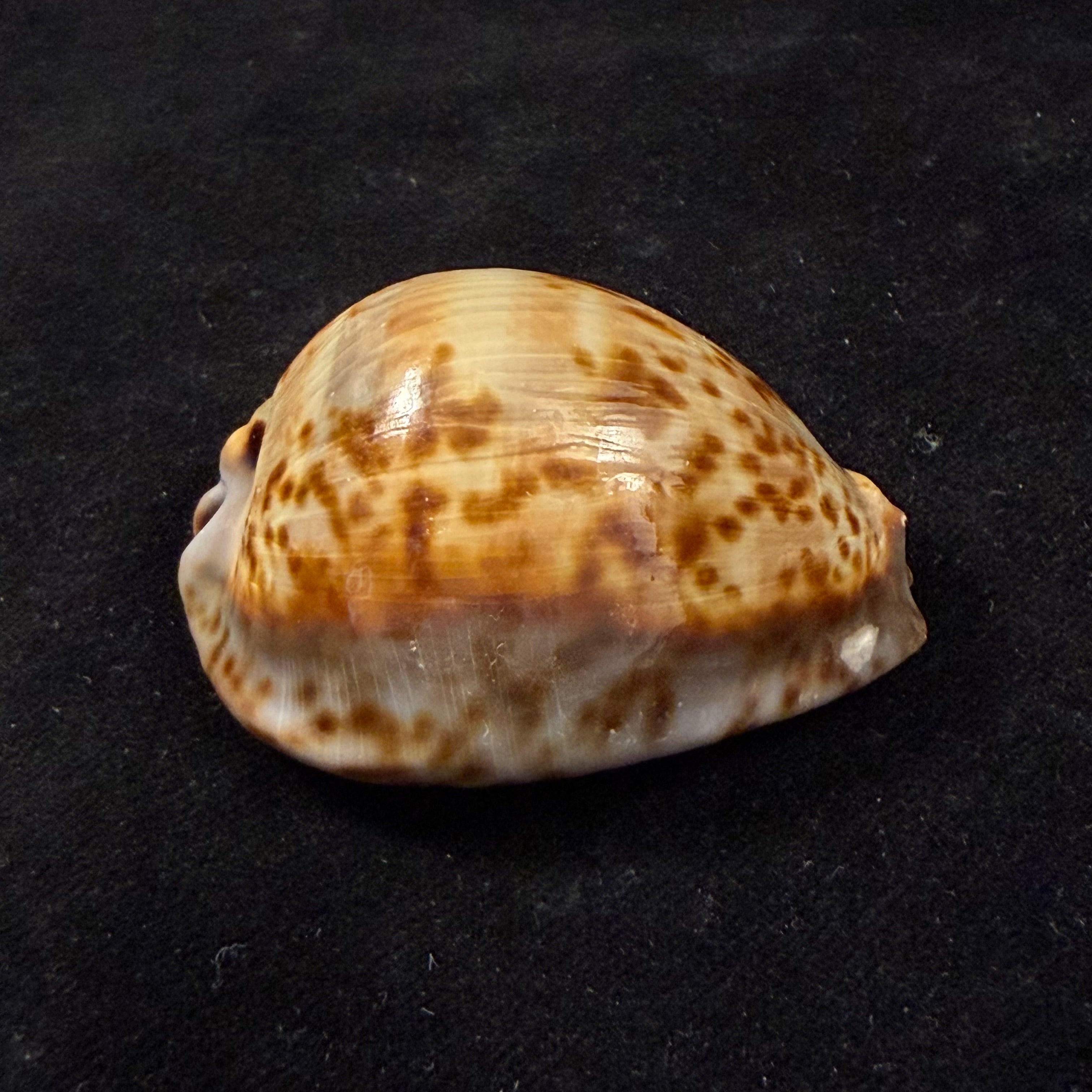Trona stercoraria stercoraria Linnaeus, 1758 - 52,3mm