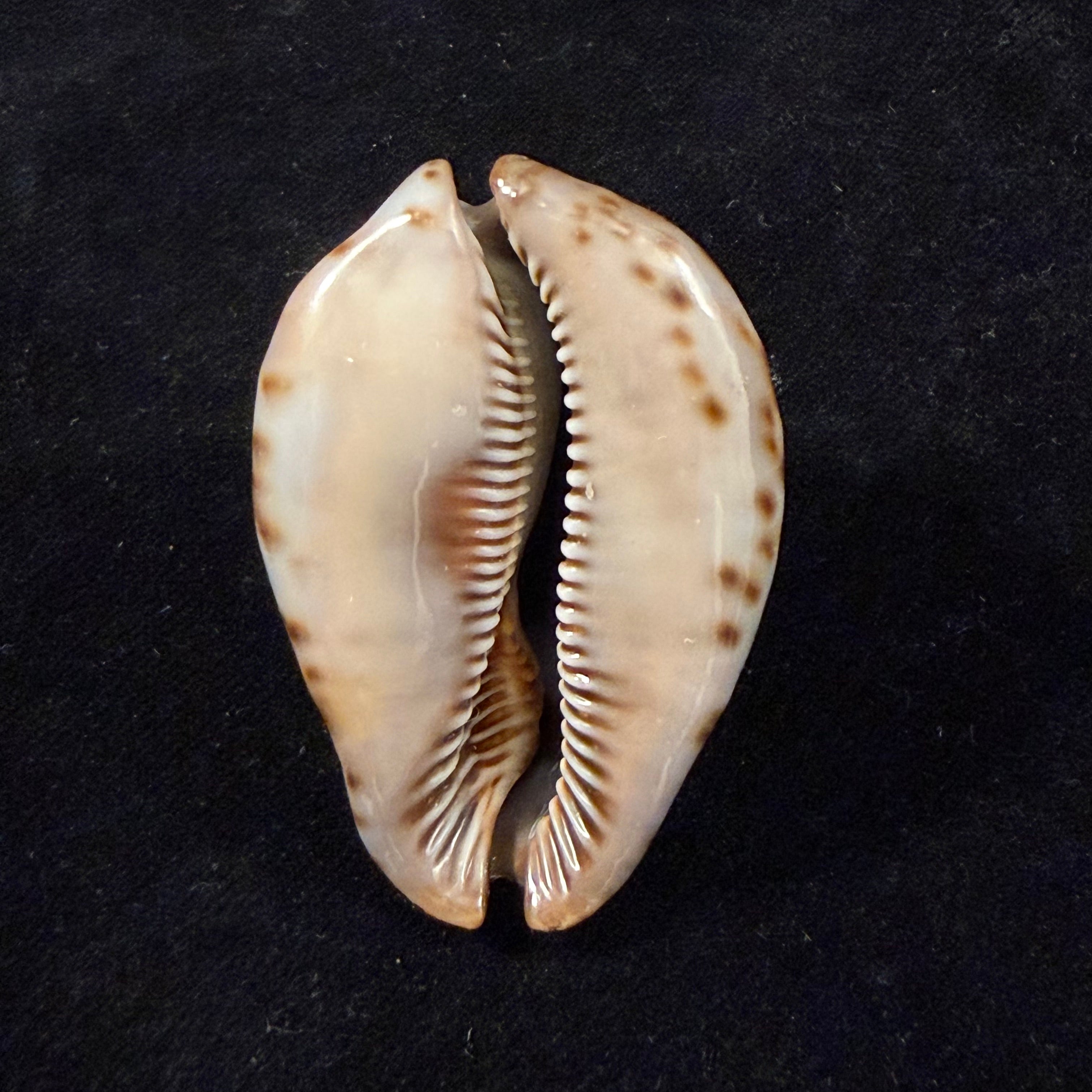 Trona stercoraria stercoraria Linnaeus, 1758 - 52,3mm