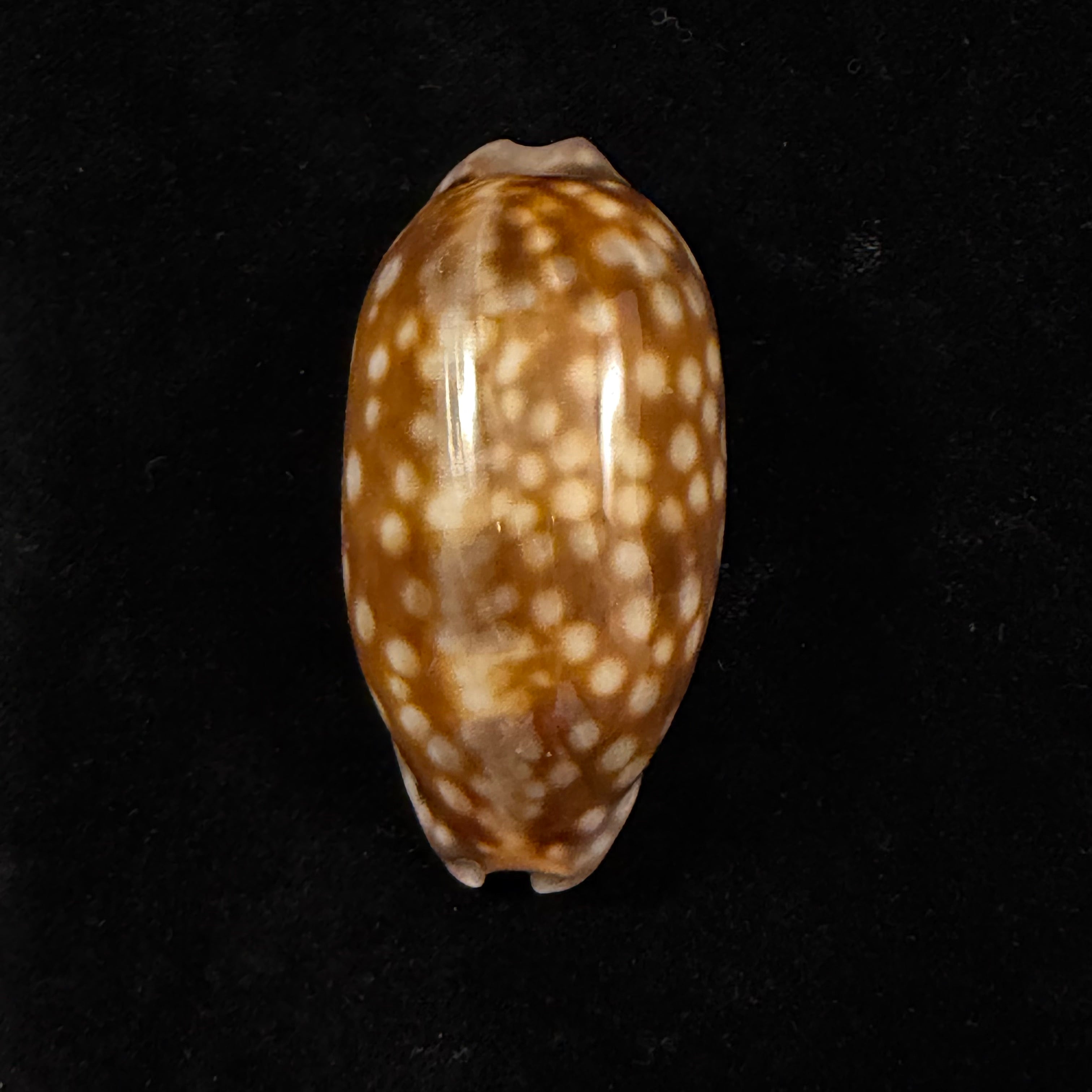 Macrocypraea zebra dissimilis Schilder, 1924 - 61,2mm