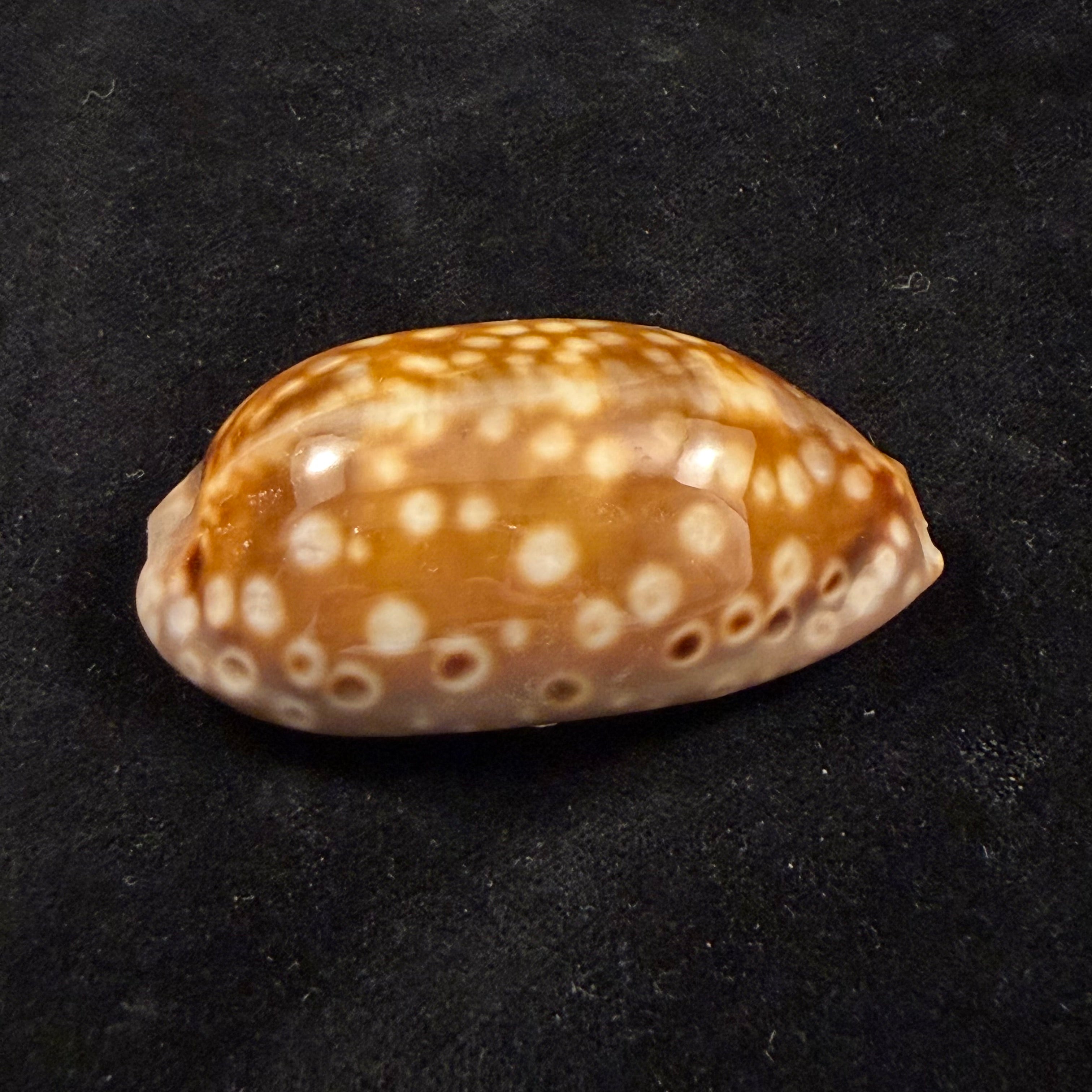 Macrocypraea zebra dissimilis Schilder, 1924 - 61,2mm