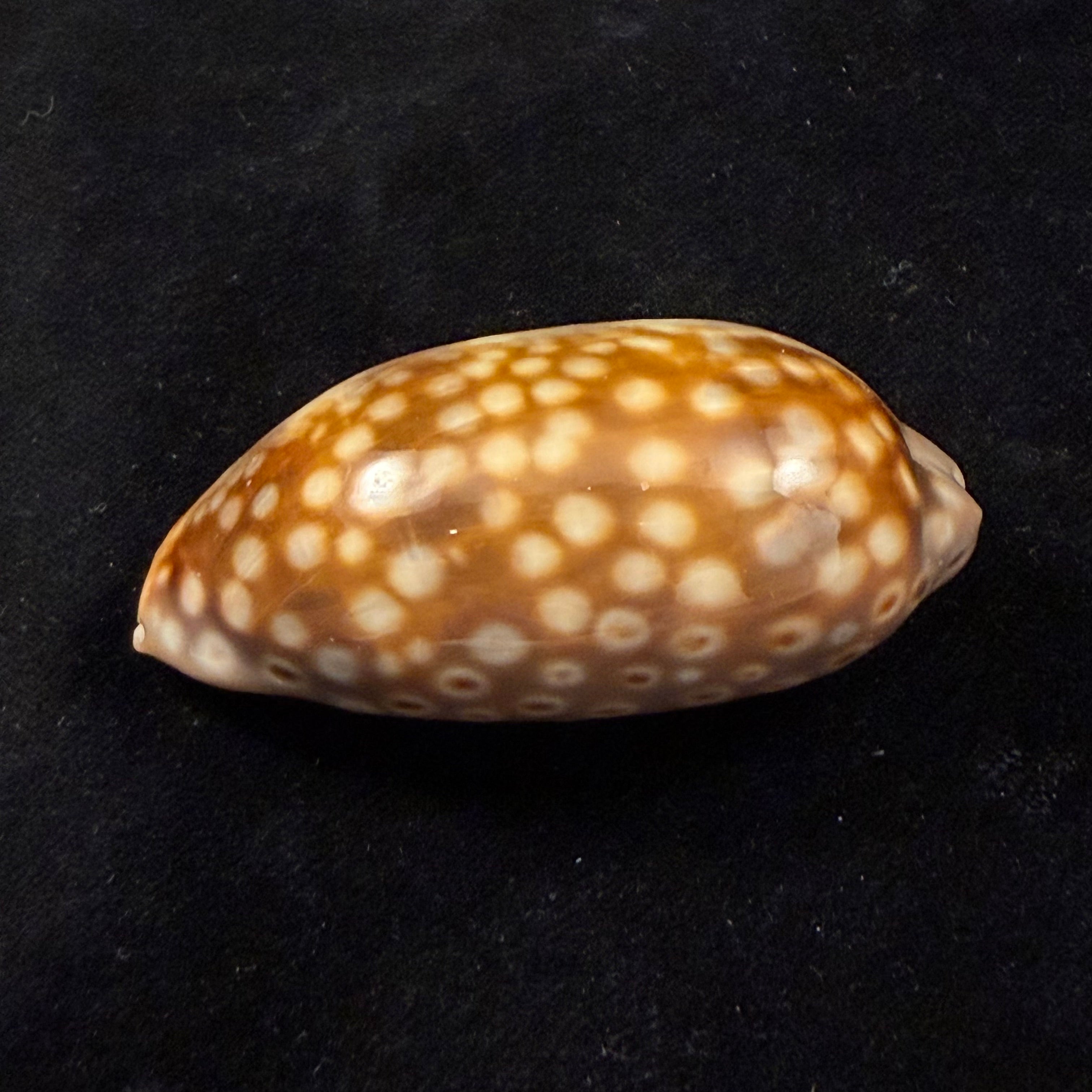 Macrocypraea zebra dissimilis Schilder, 1924 - 61,2mm