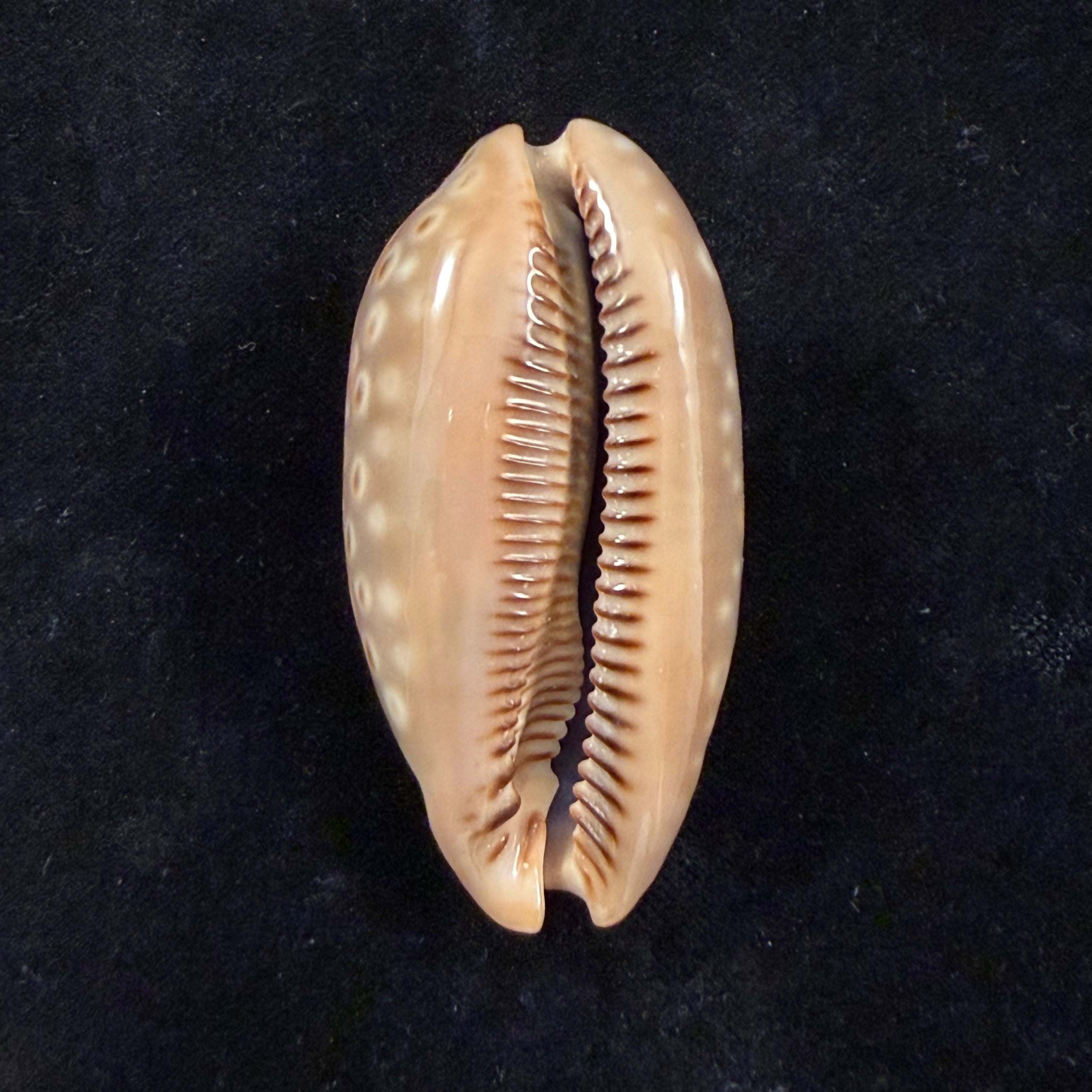 Macrocypraea zebra dissimilis Schilder, 1924 - 61,2mm