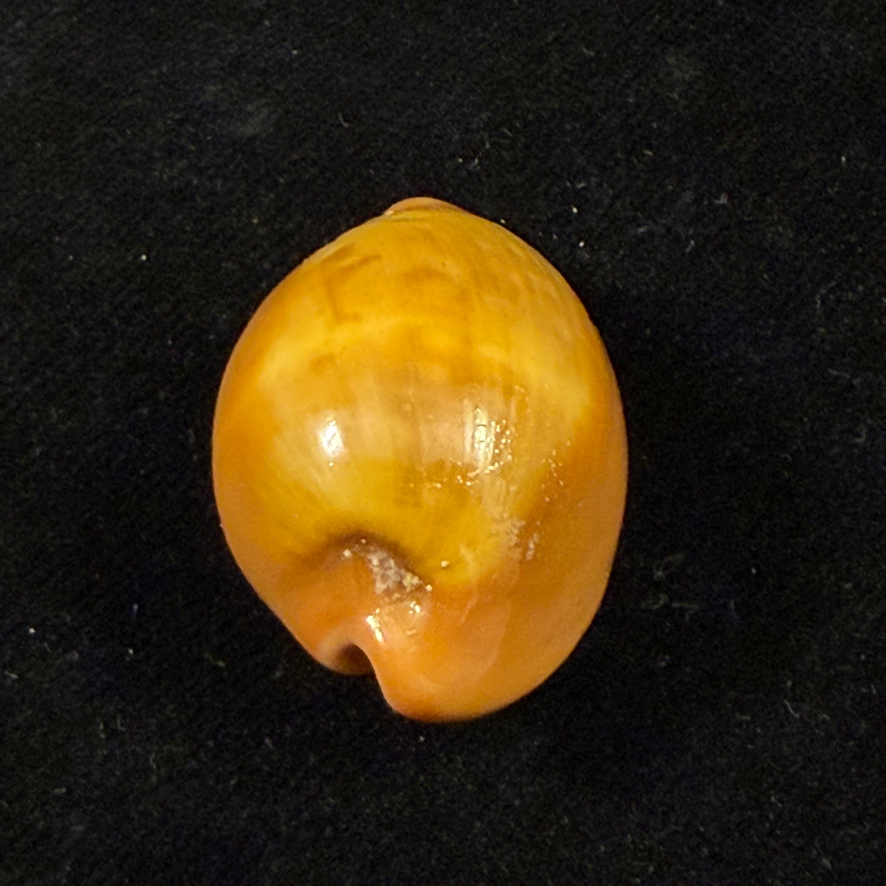 Zonaria pyrum nigromarginata Deprez & Govaert, 2009 - 39,7mm