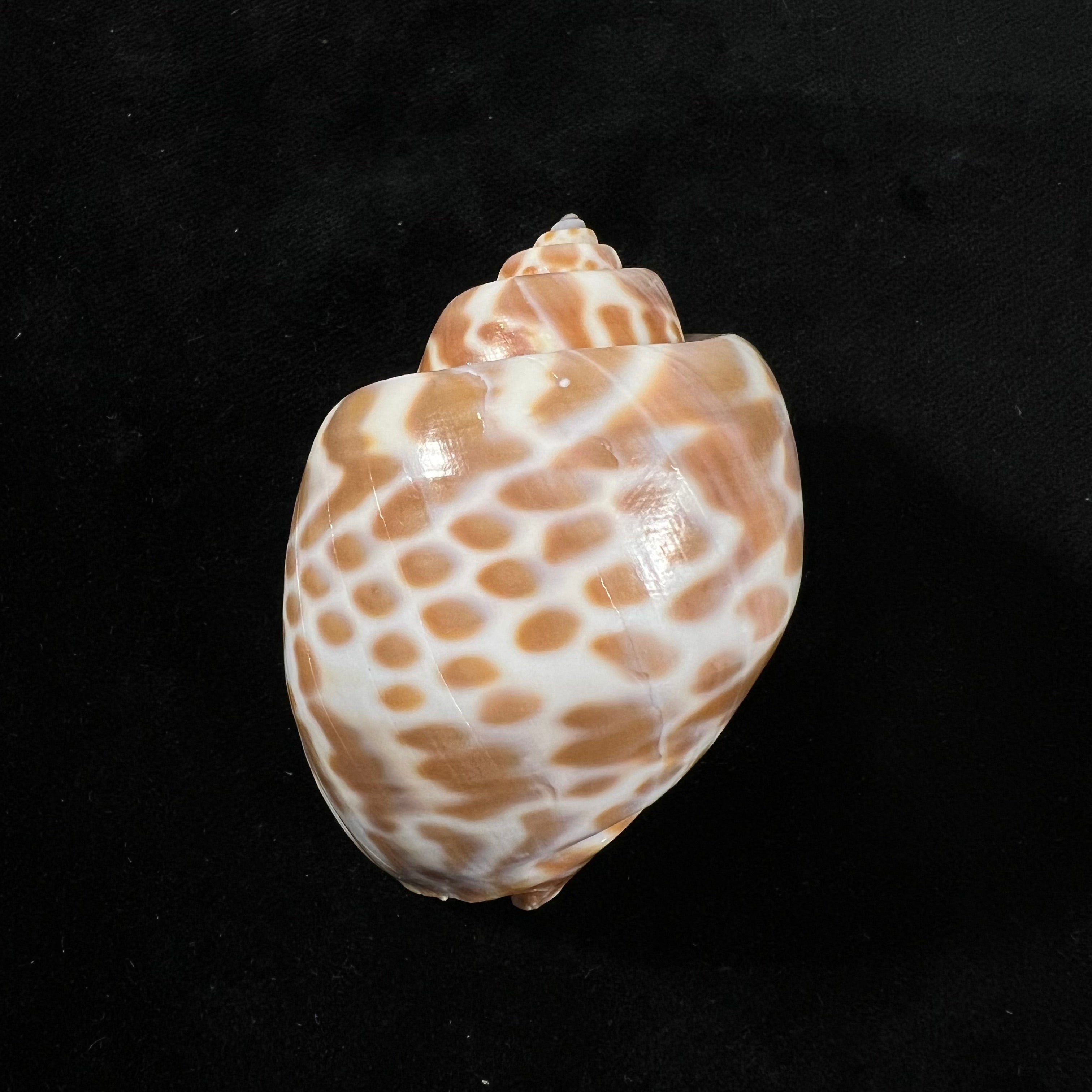 輪島塗　雪月花　盃　螺鈿 瓦伦蒂亚那东风螺(Swainson, 1822) - 59,9毫米