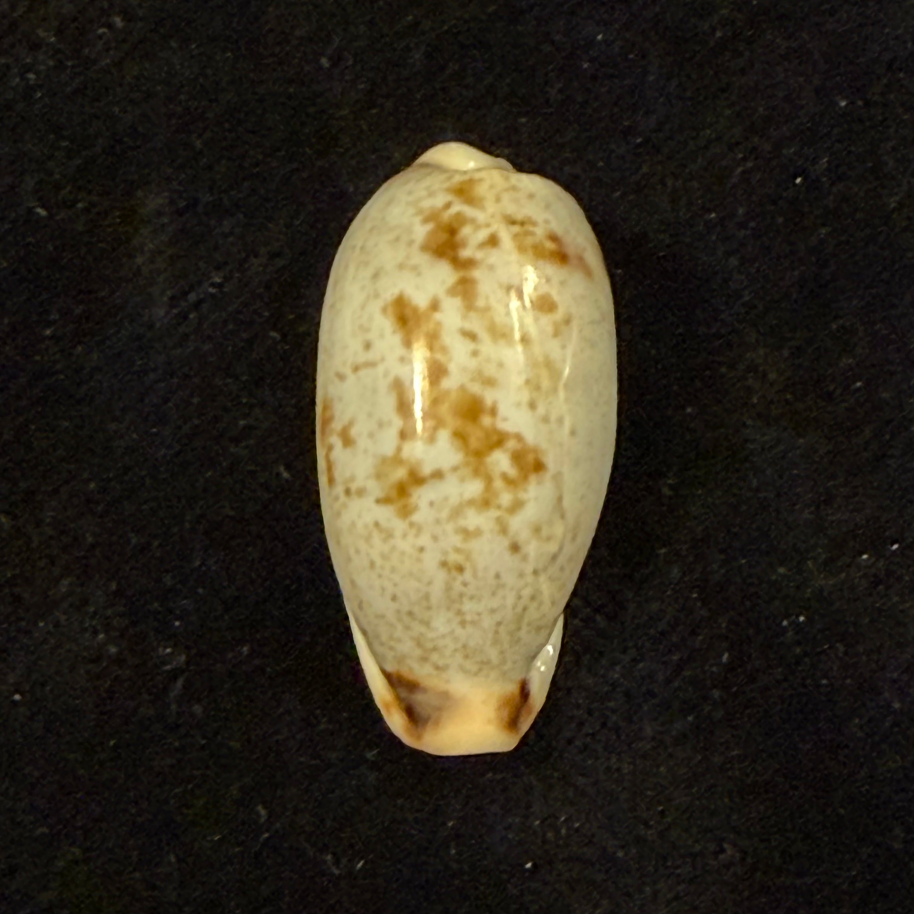 Erronea cylindrica (Born, 1778) - 30,1mm