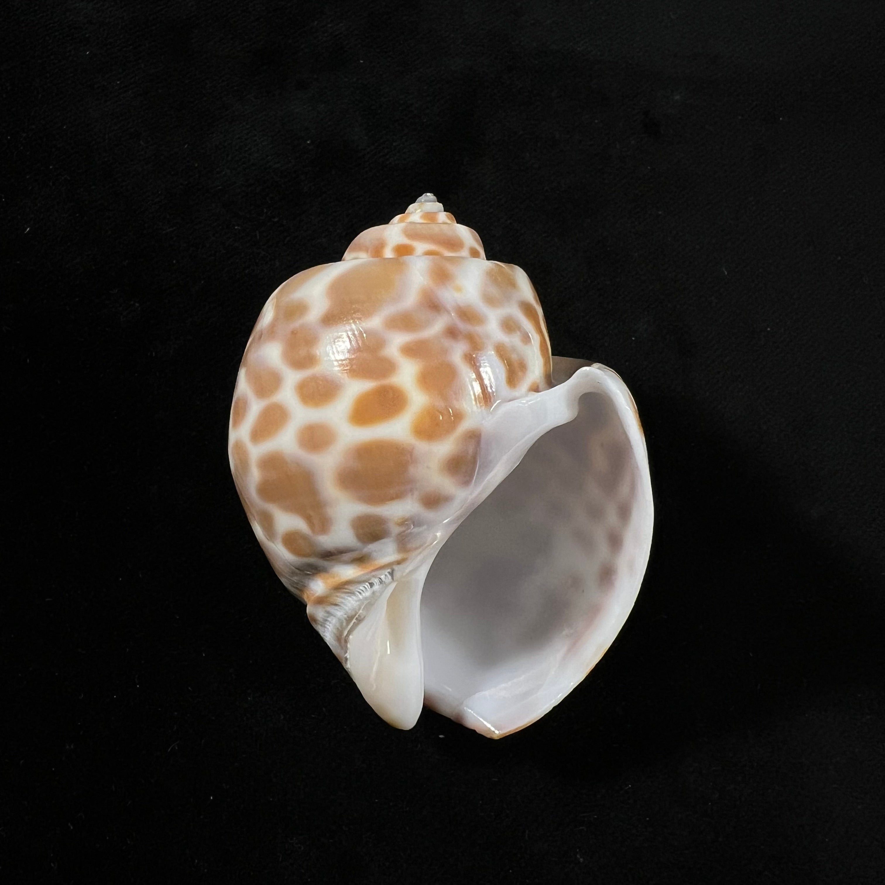 海螺専用 瓦伦蒂亚那东风螺(Swainson, 1822) - 59,9毫米