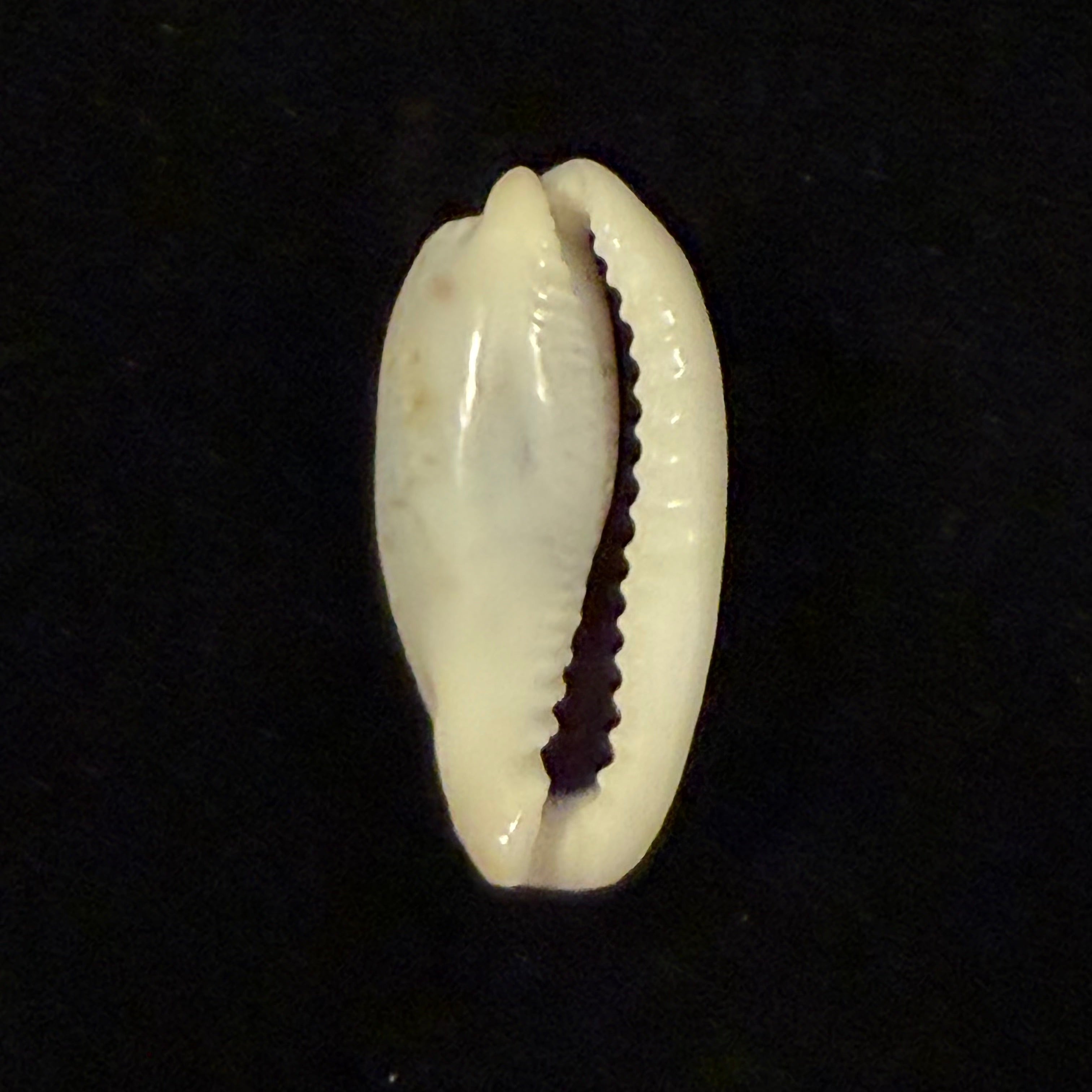 Erronea cylindrica (Born, 1778) - 30,1mm