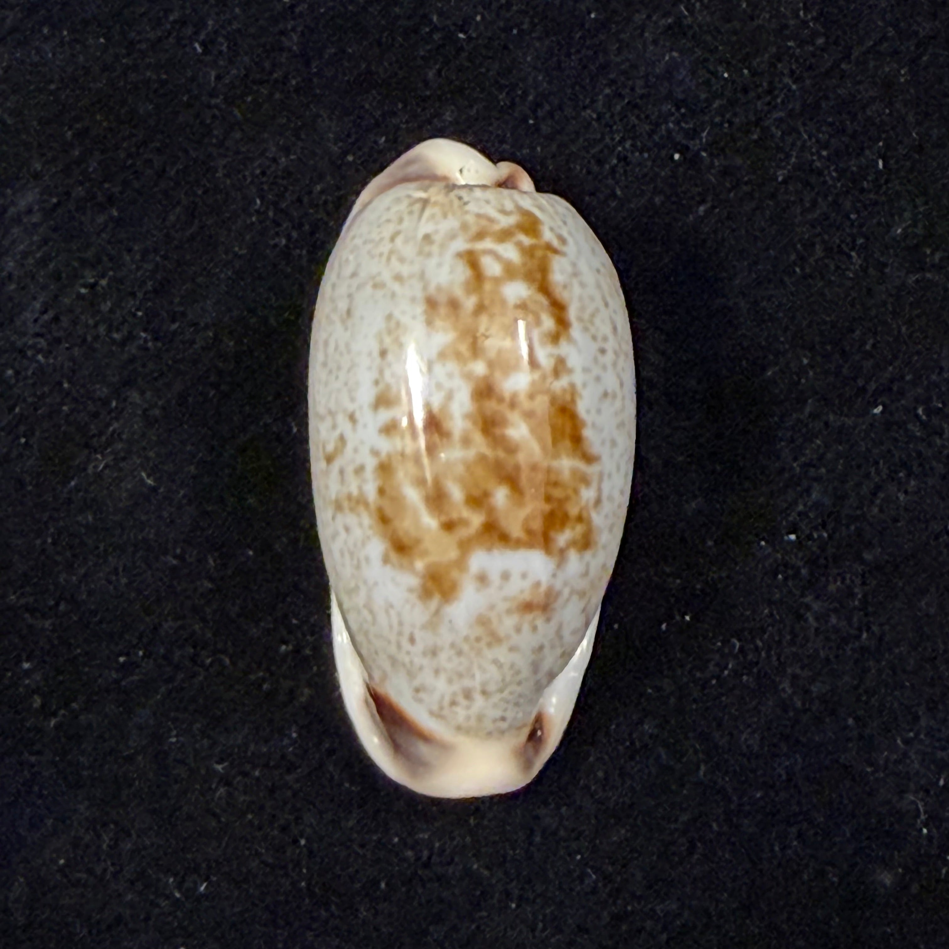 Erronea cylindrica (Born, 1778) - 31mm
