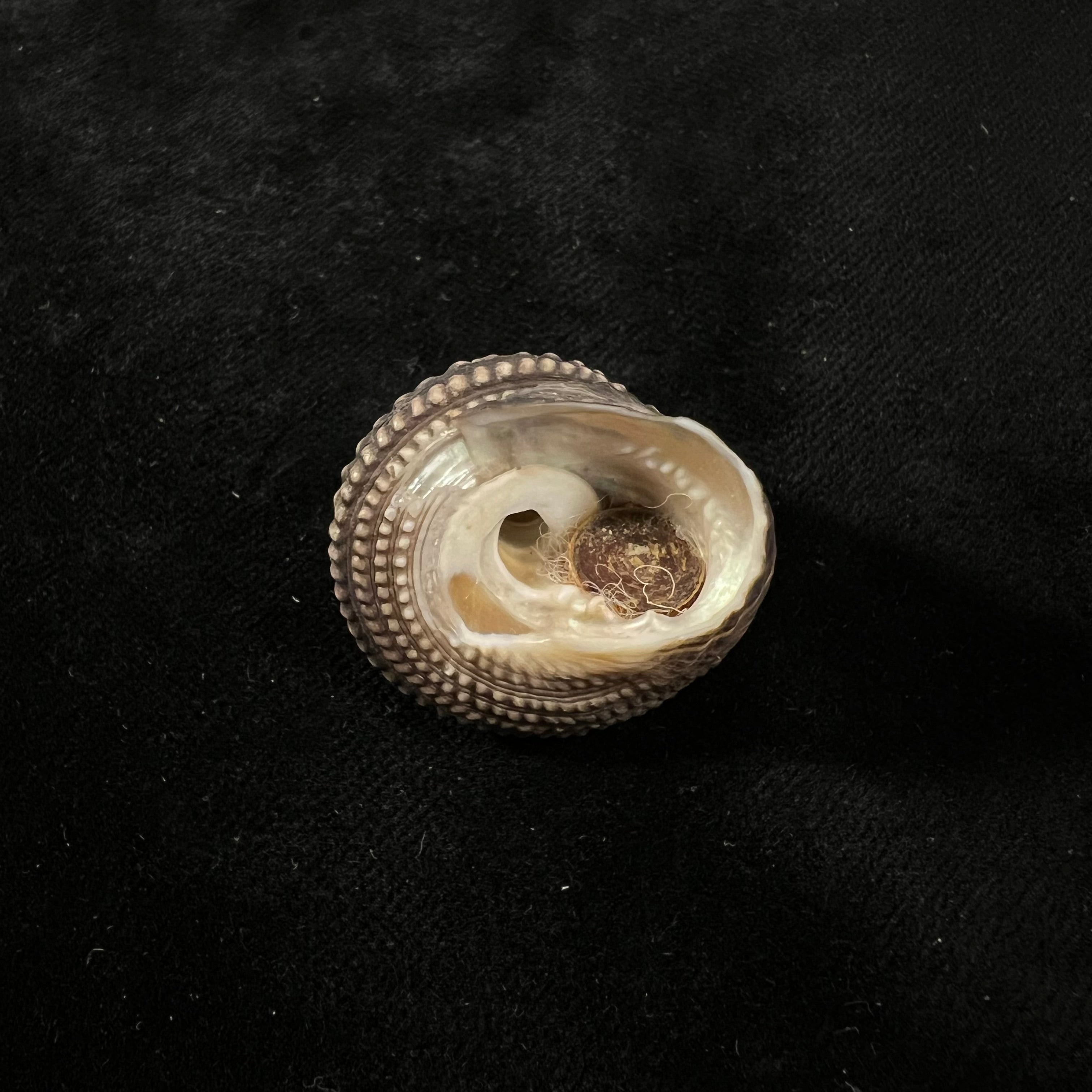 Agathistoma quadricostatum (W. Wood, 1828) - 27mm