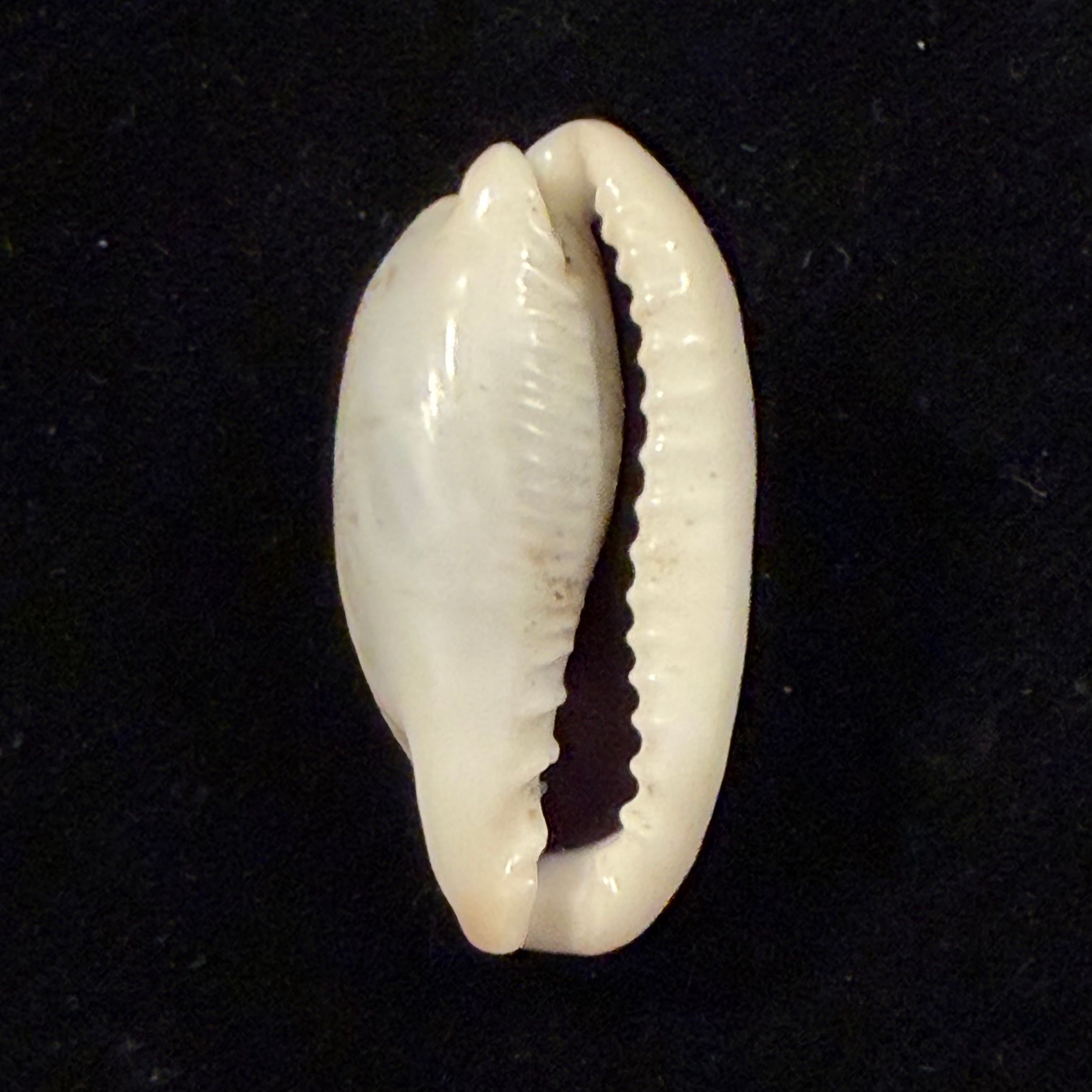 Erronea cylindrica (Born, 1778) - 29,7mm