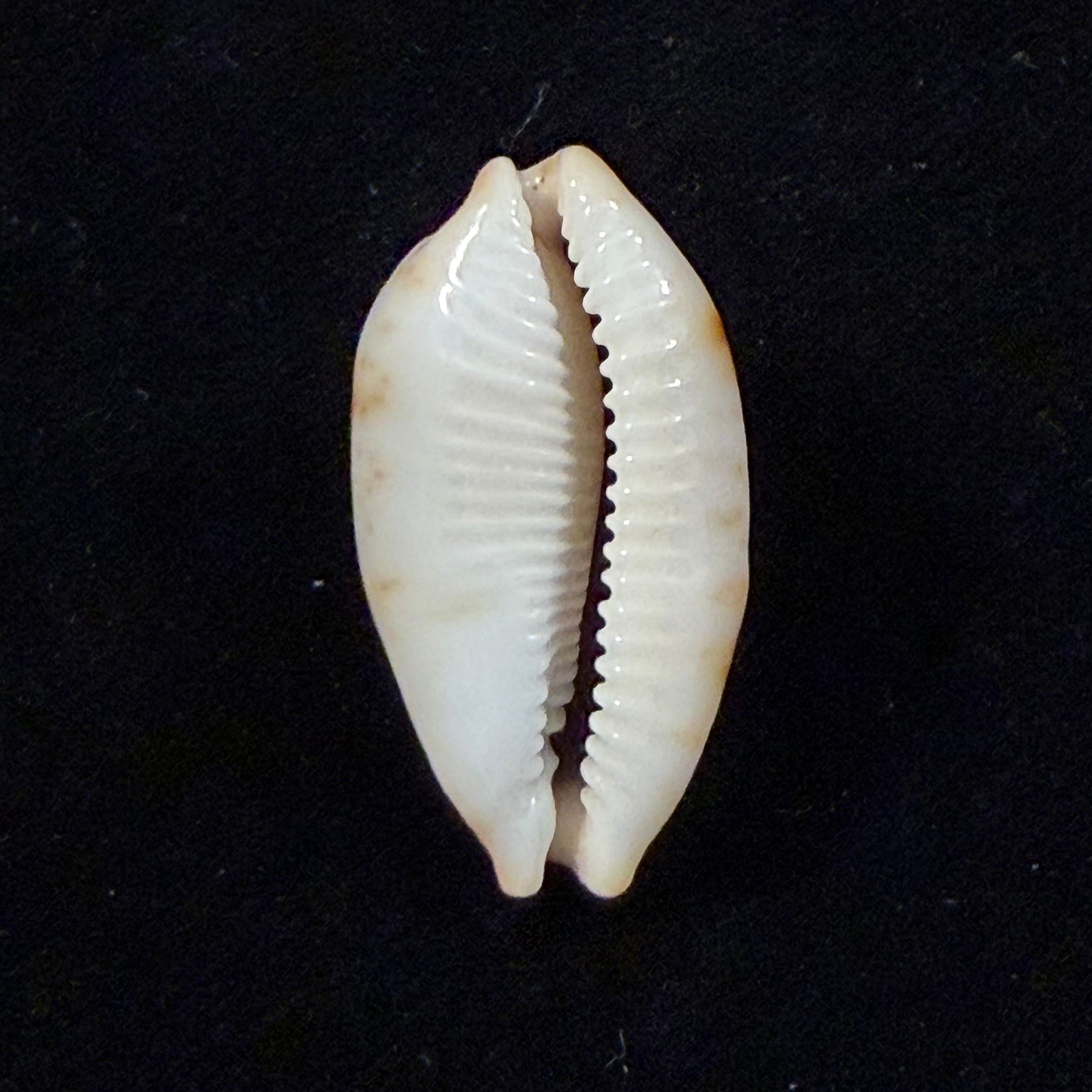 Bistolida diauges (Melvill, 1888) - 28,8mm