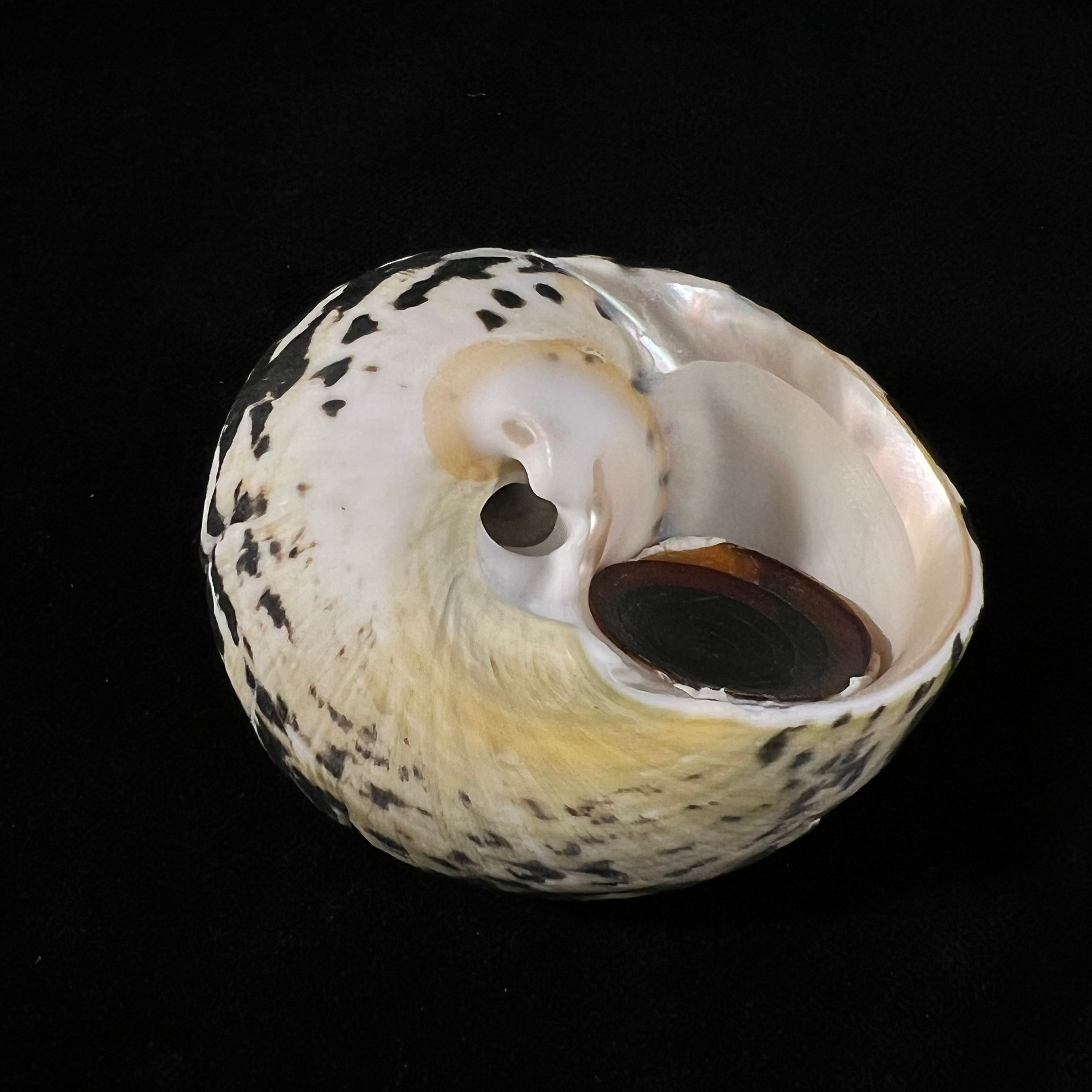 Cittarium pica (Linnaeus, 1758) - 71,3mm