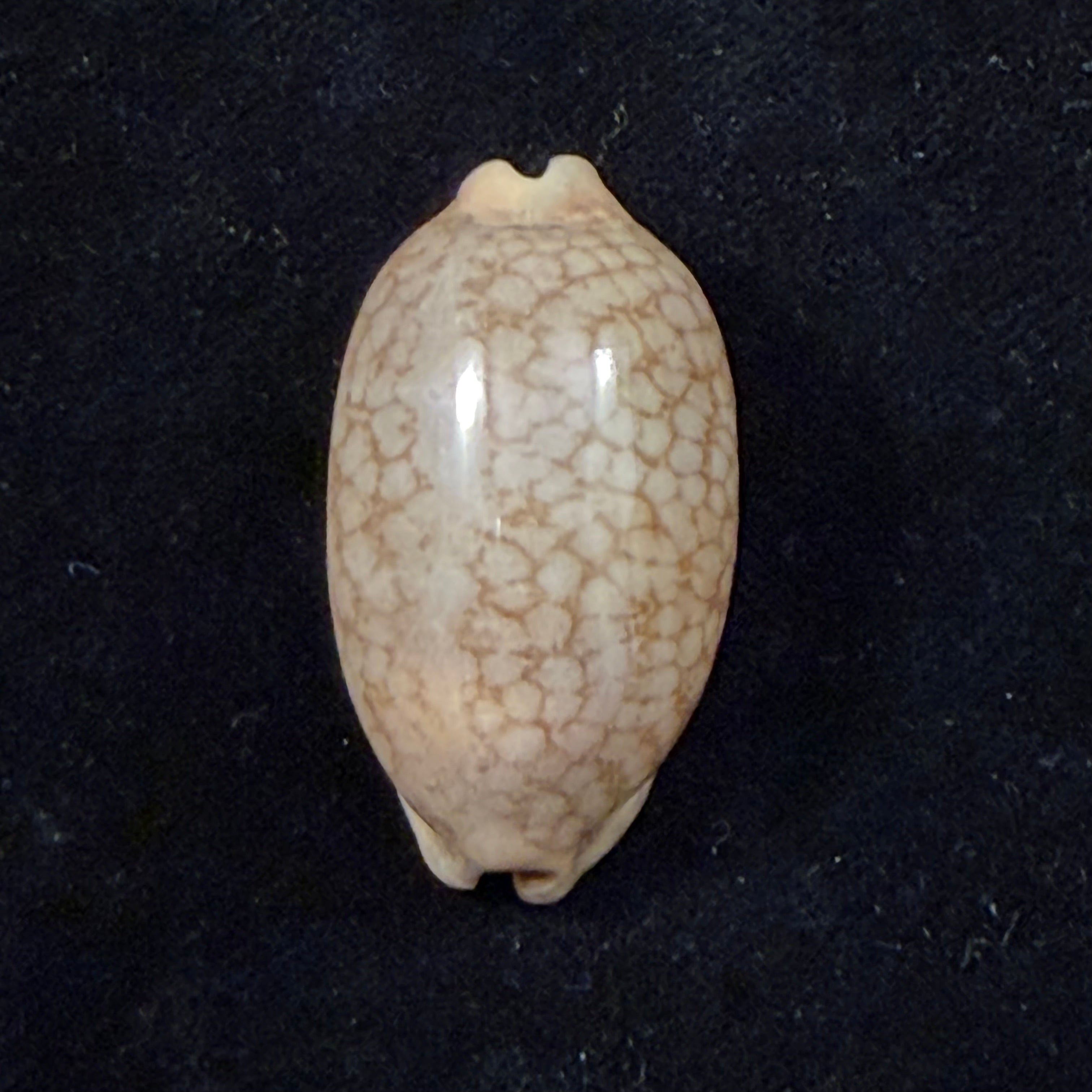 Mauritia scurra indica Gmelin, 1791 - 40mm