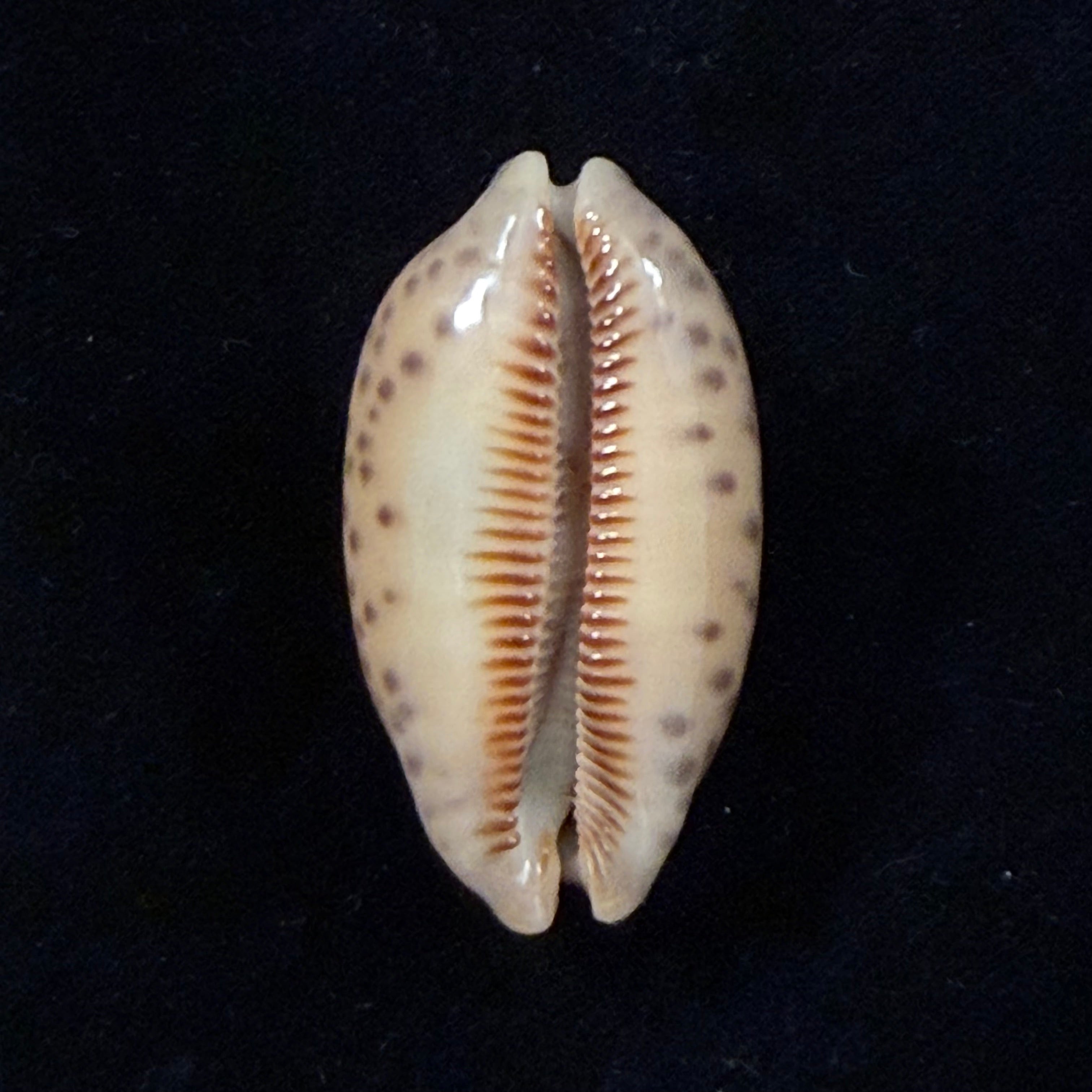 Mauritia scurra indica Gmelin, 1791 - 40mm