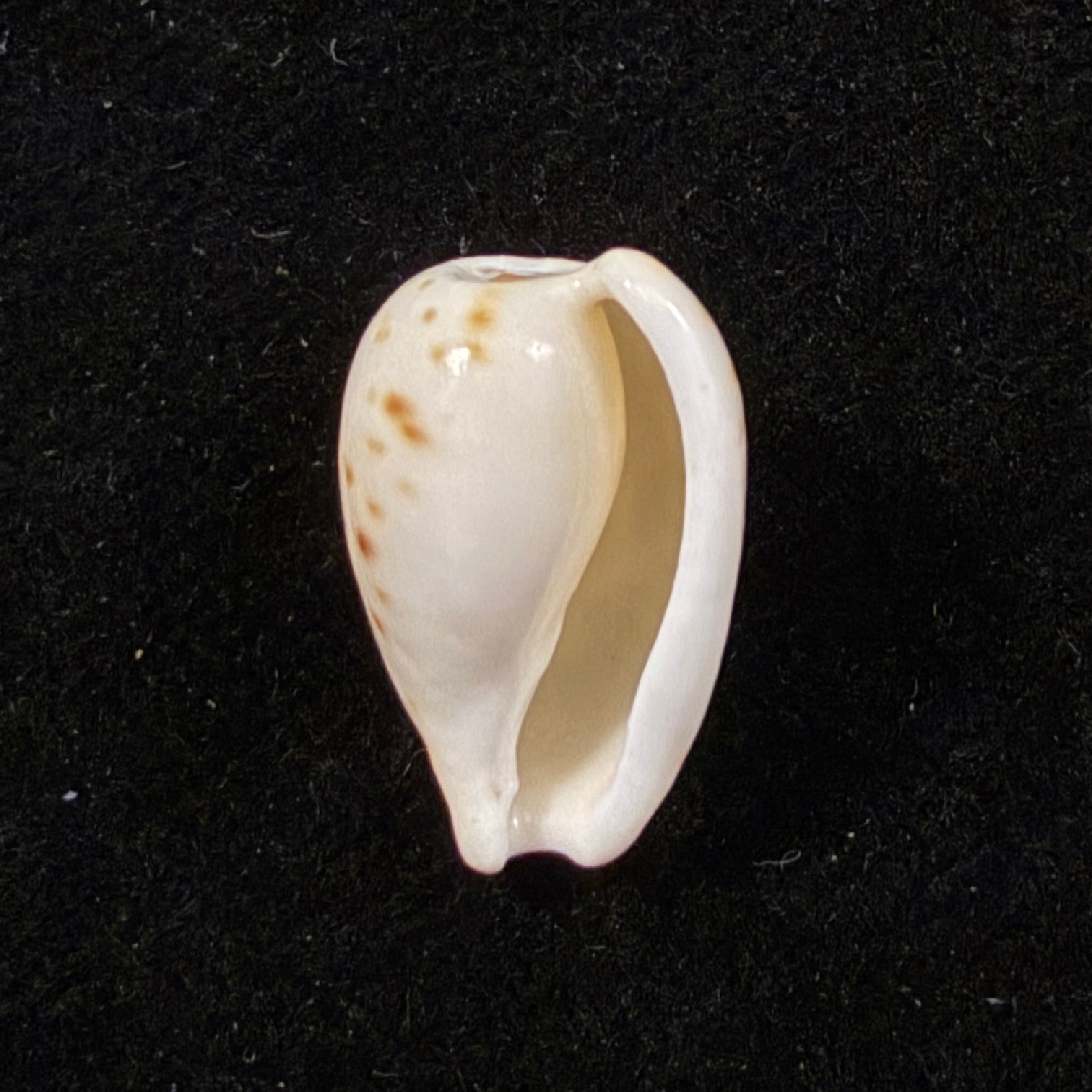 Cypraeovula edentula (Gray, 1825) - 17,4mm