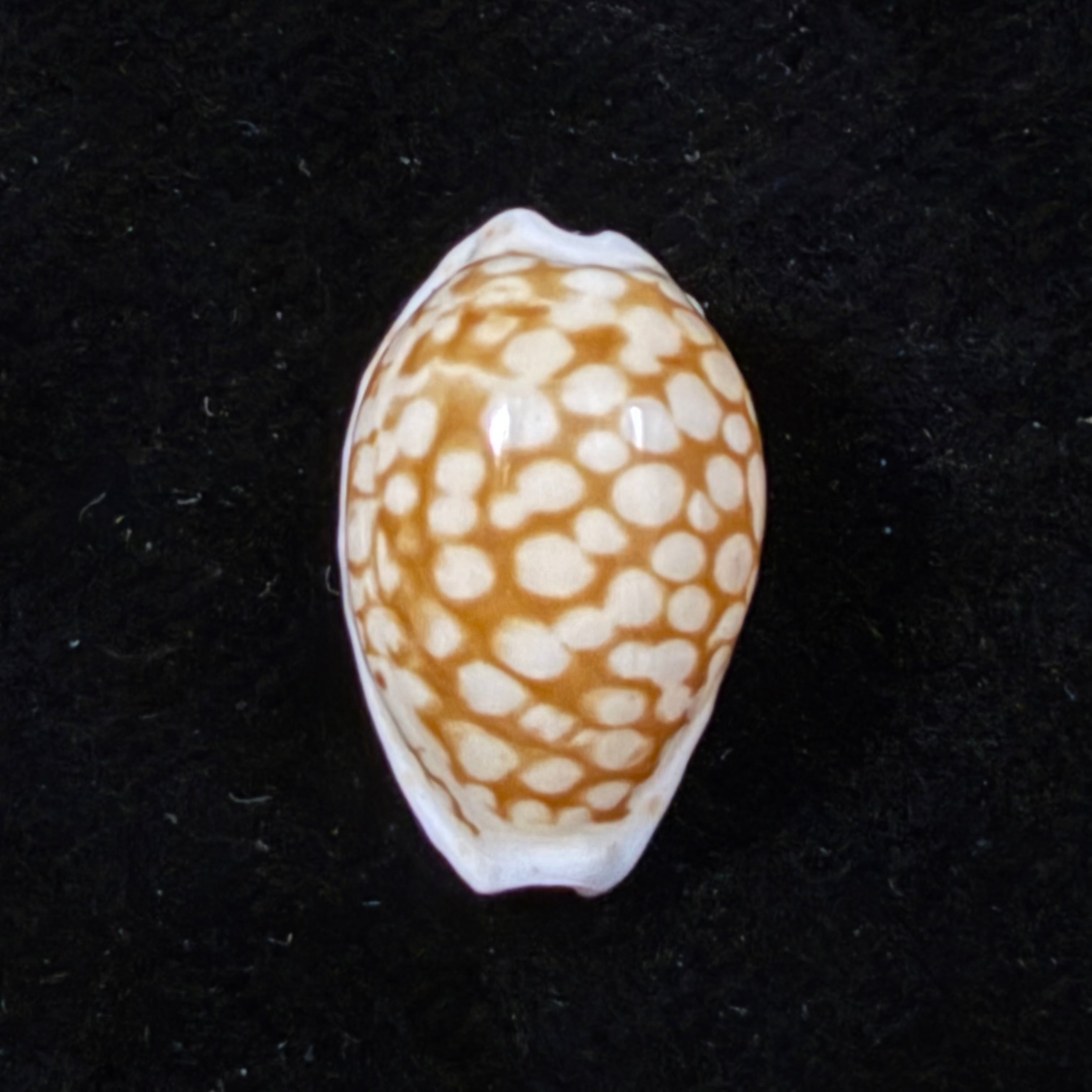 Cribrarula comma toliaraensis Bozzetti, 2007 - 18,1mm