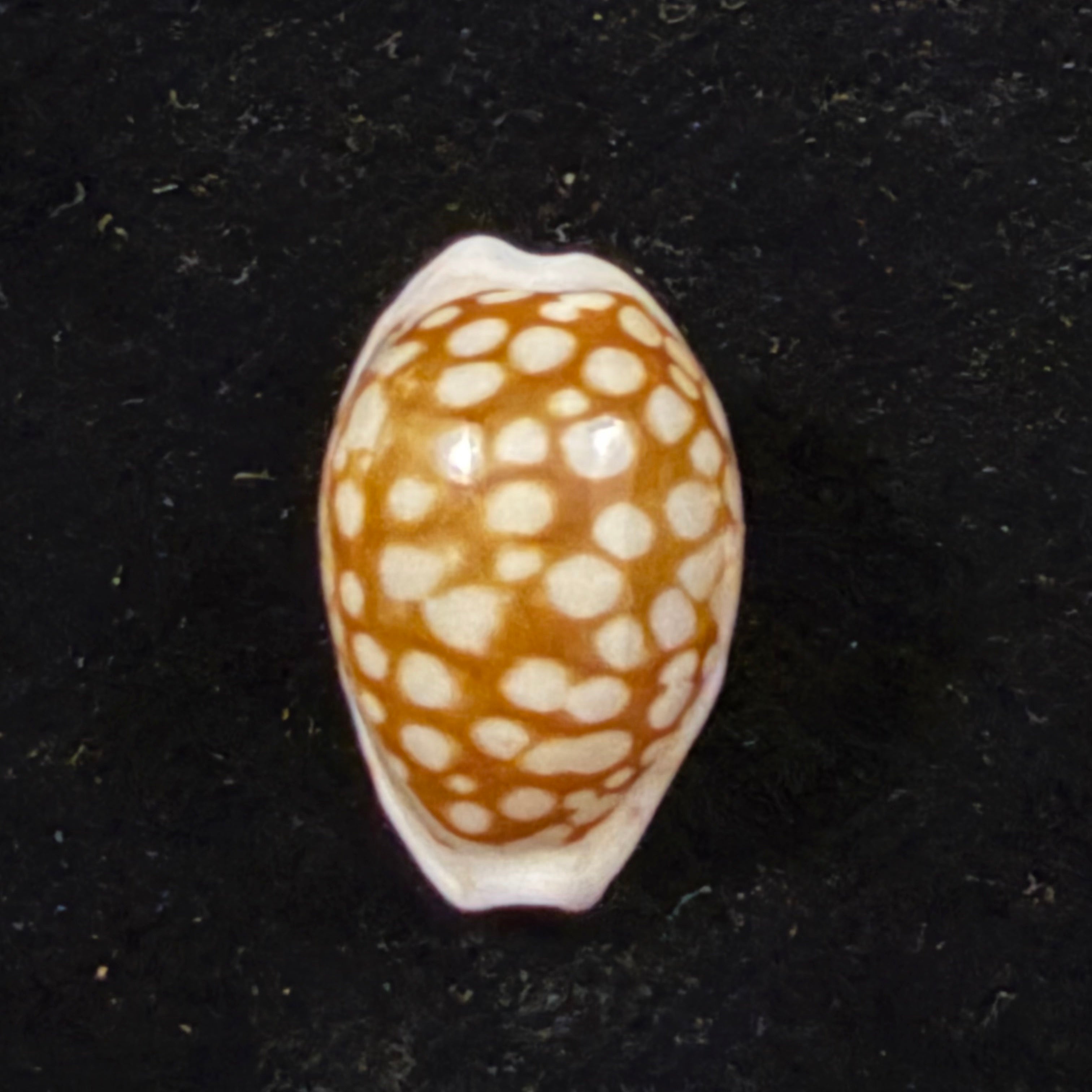 Cribrarula comma toliaraensis Bozzetti, 2007 - 16,6mm