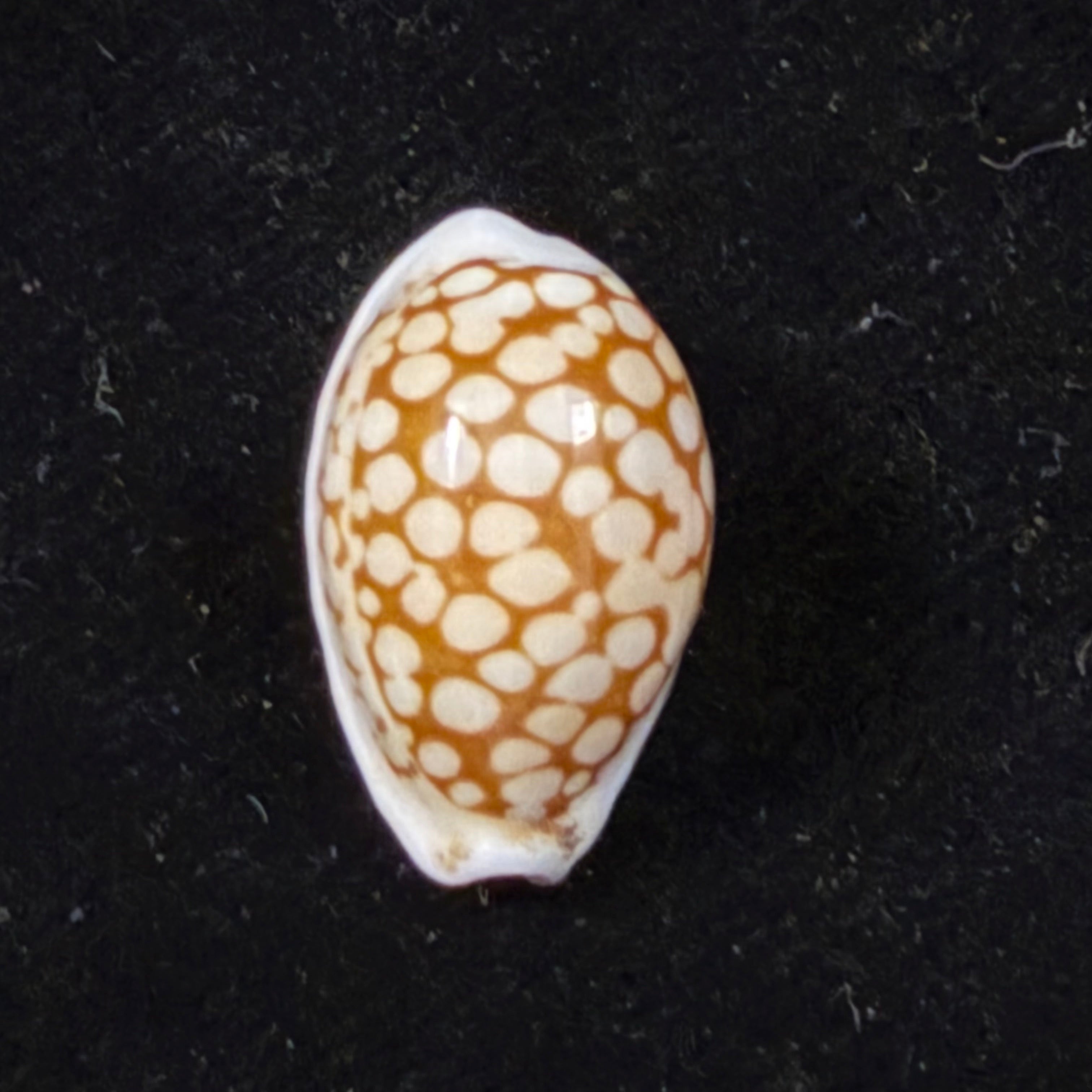 Cribrarula comma toliaraensis Bozzetti, 2007 - 18,3mm