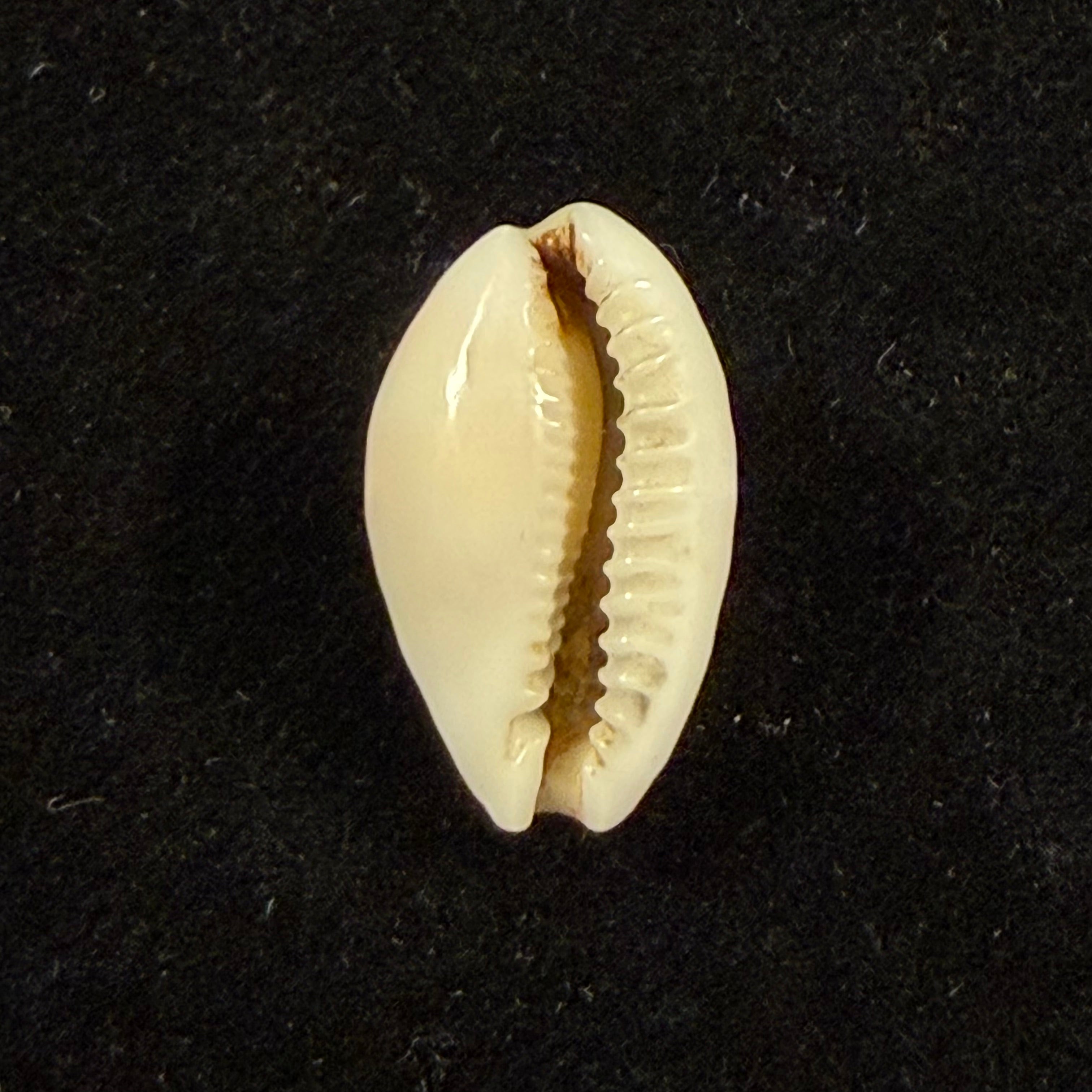 Cribrarula comma toliaraensis Bozzetti, 2007 - 18,3mm