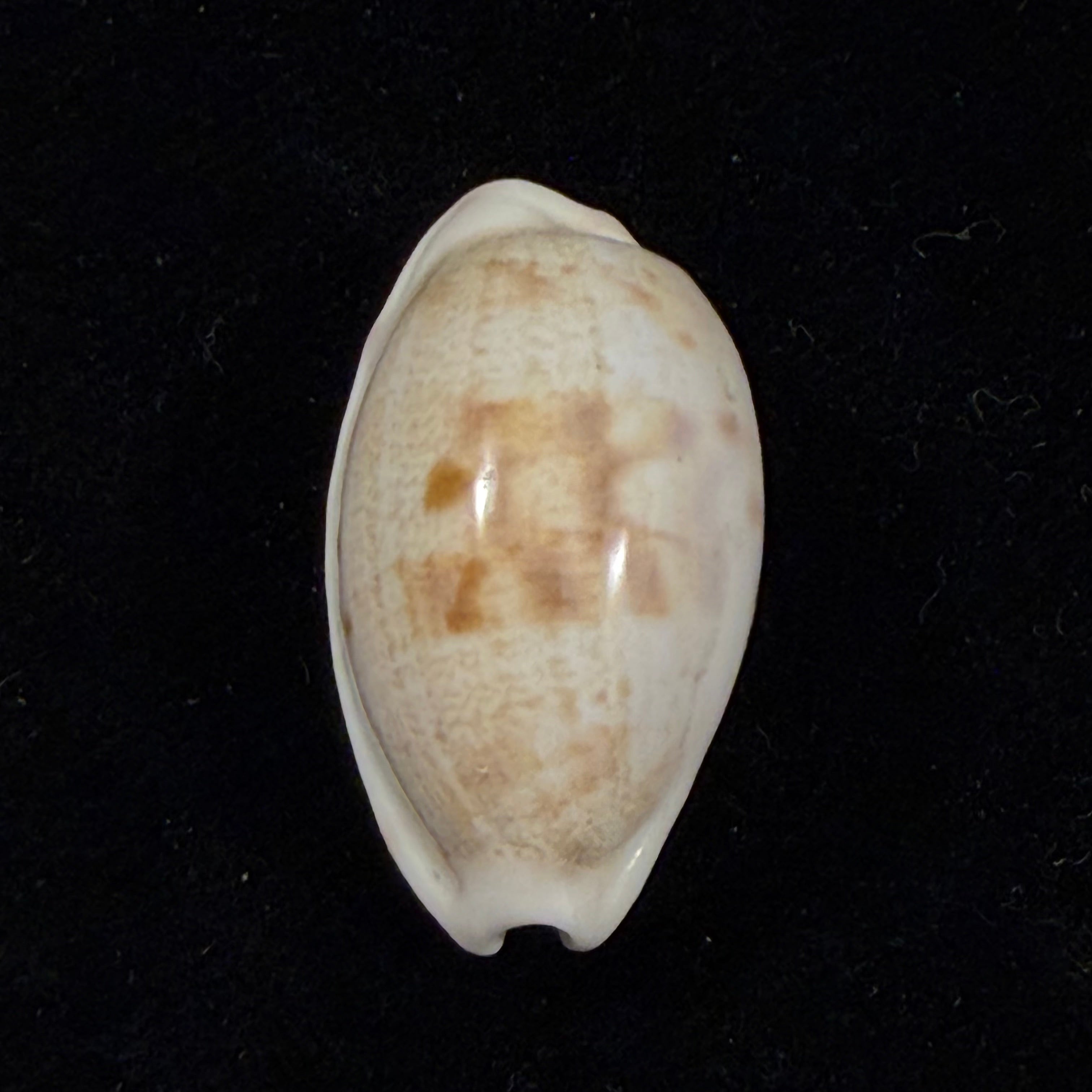 Cypraea alisonae C. M. Burgess, 1983 - 28,3mm