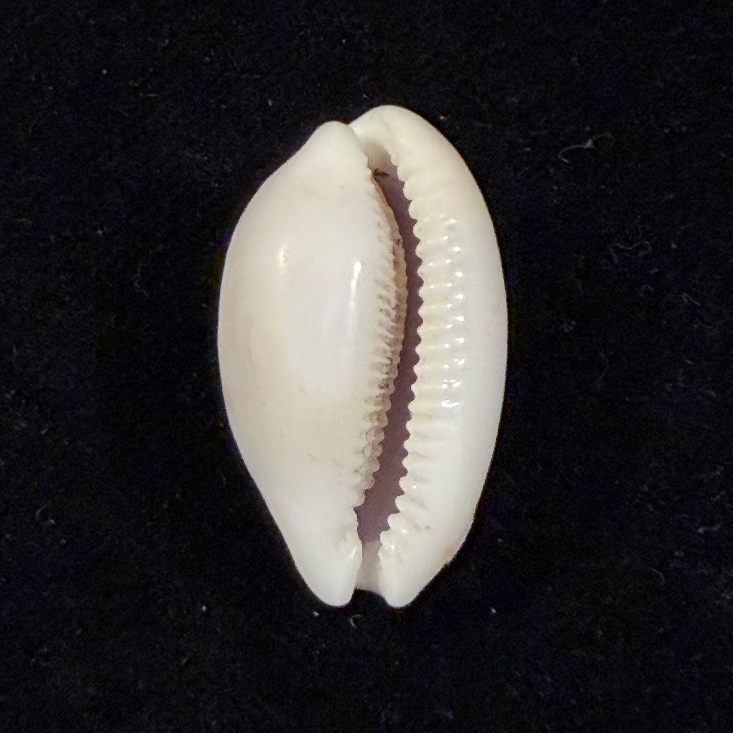 Cypraea alisonae C. M. Burgess, 1983 - 28,3mm