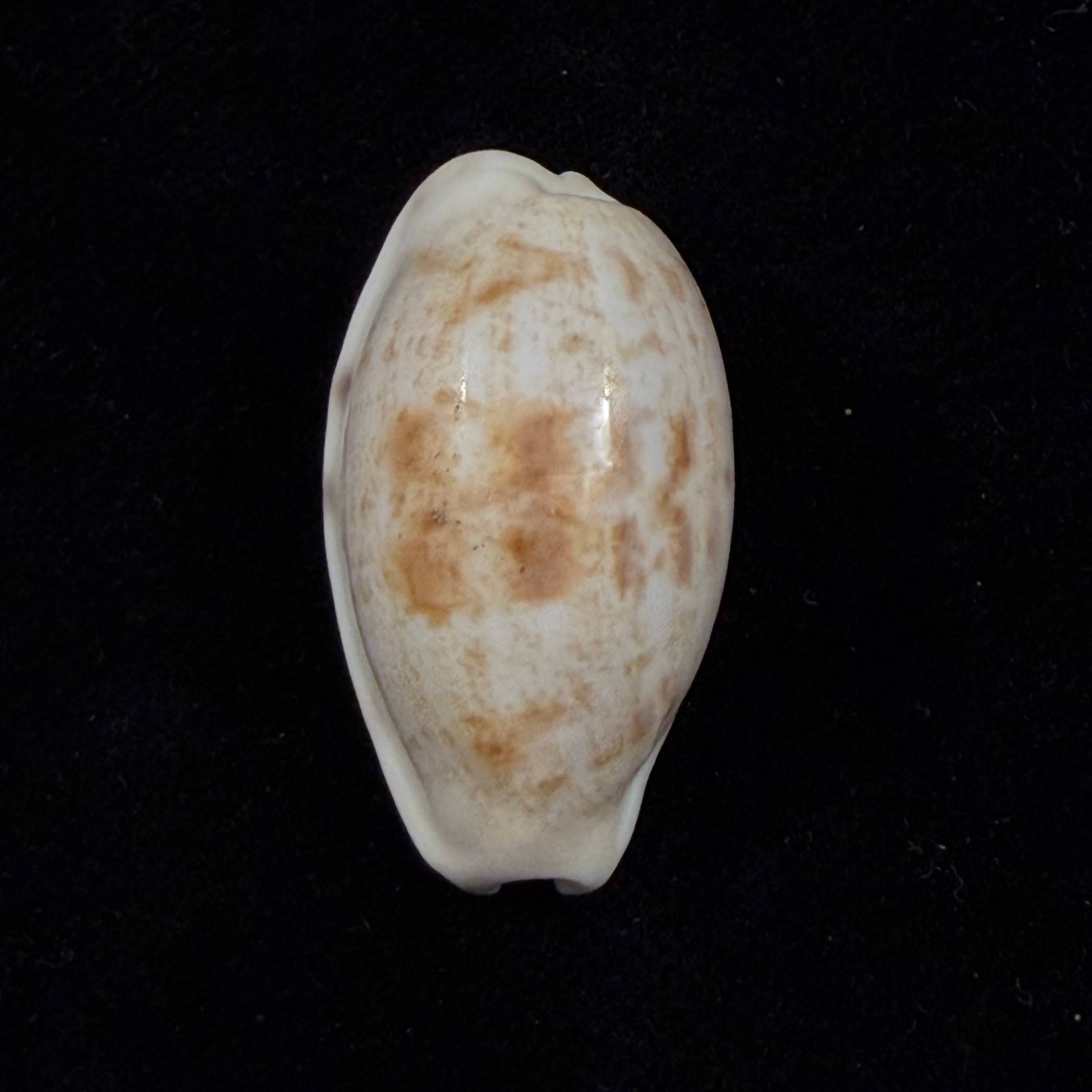 Cypraea alisonae C. M. Burgess, 1983 - 32,4mm