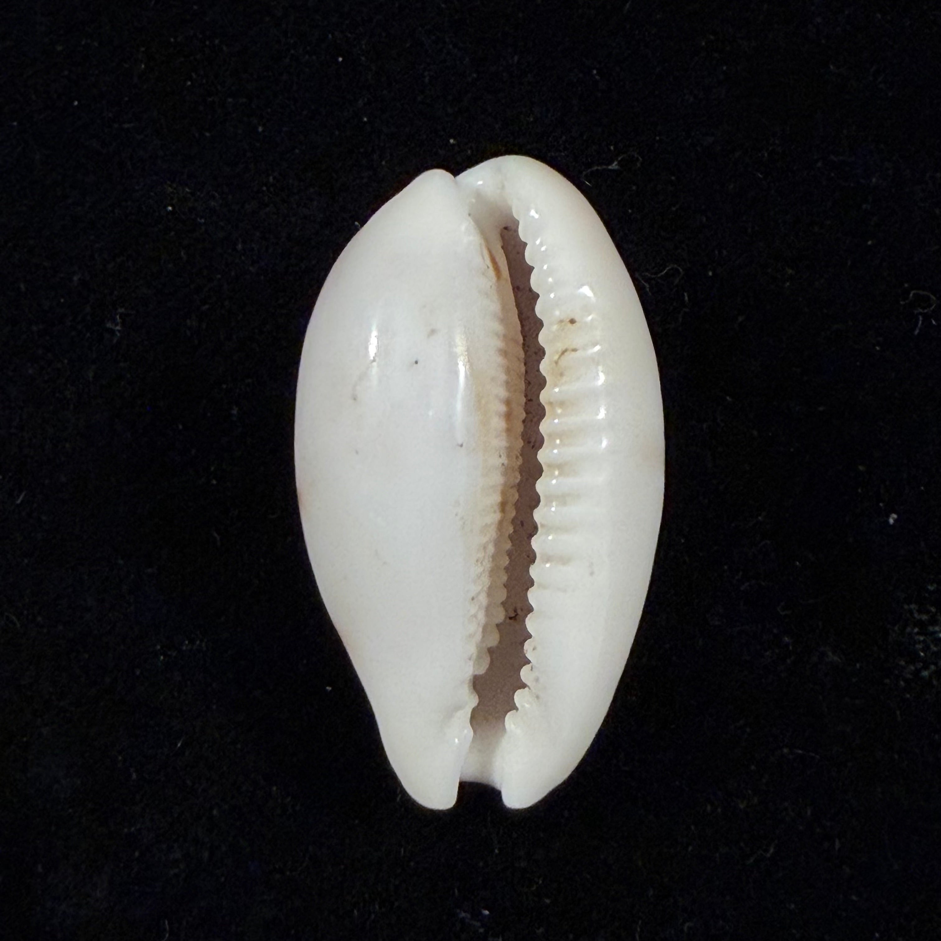 Cypraea alisonae C. M. Burgess, 1983 - 32,4mm