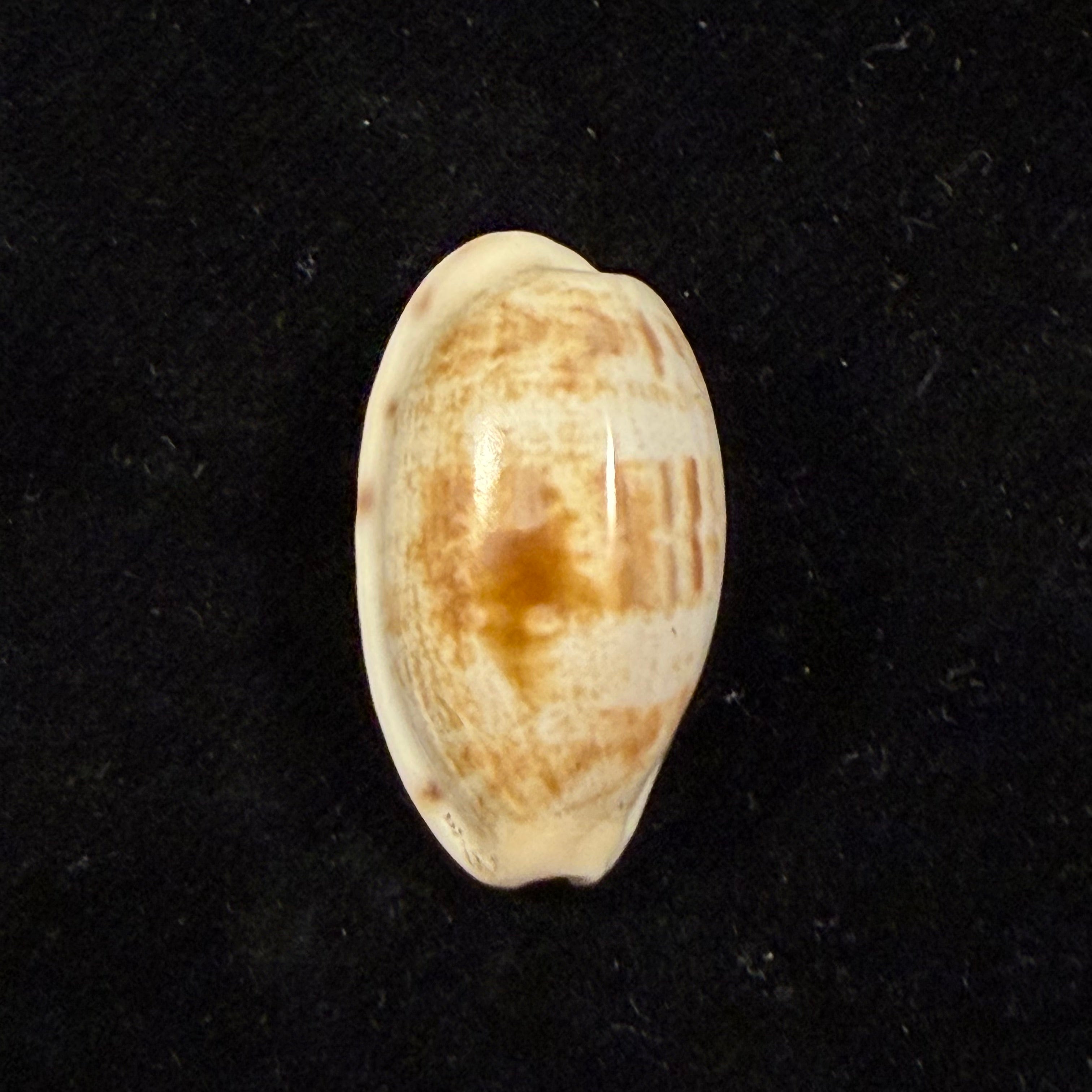 Cypraea alisonae C. M. Burgess, 1983 - 27,6mm