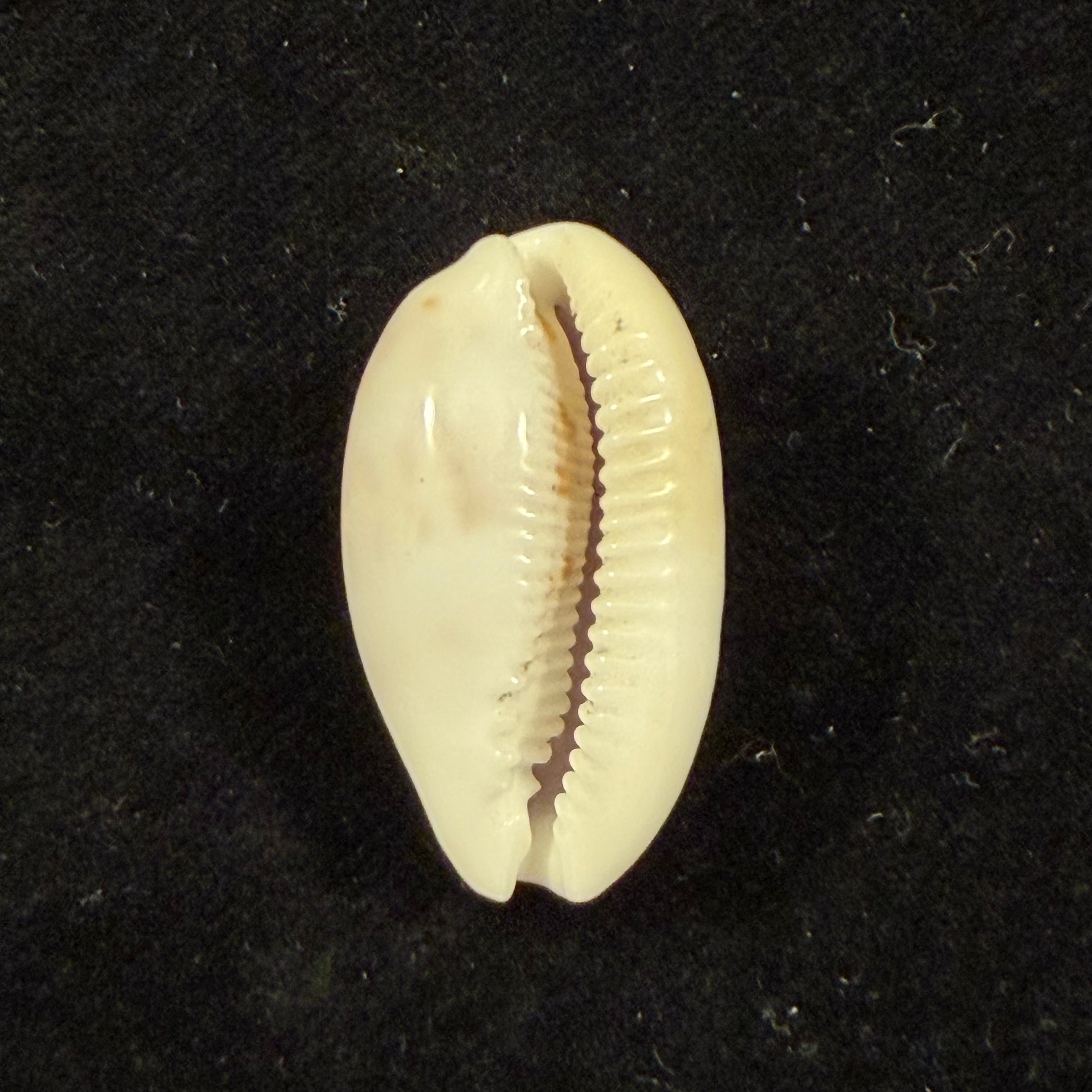 Cypraea alisonae C. M. Burgess, 1983 - 27,6mm