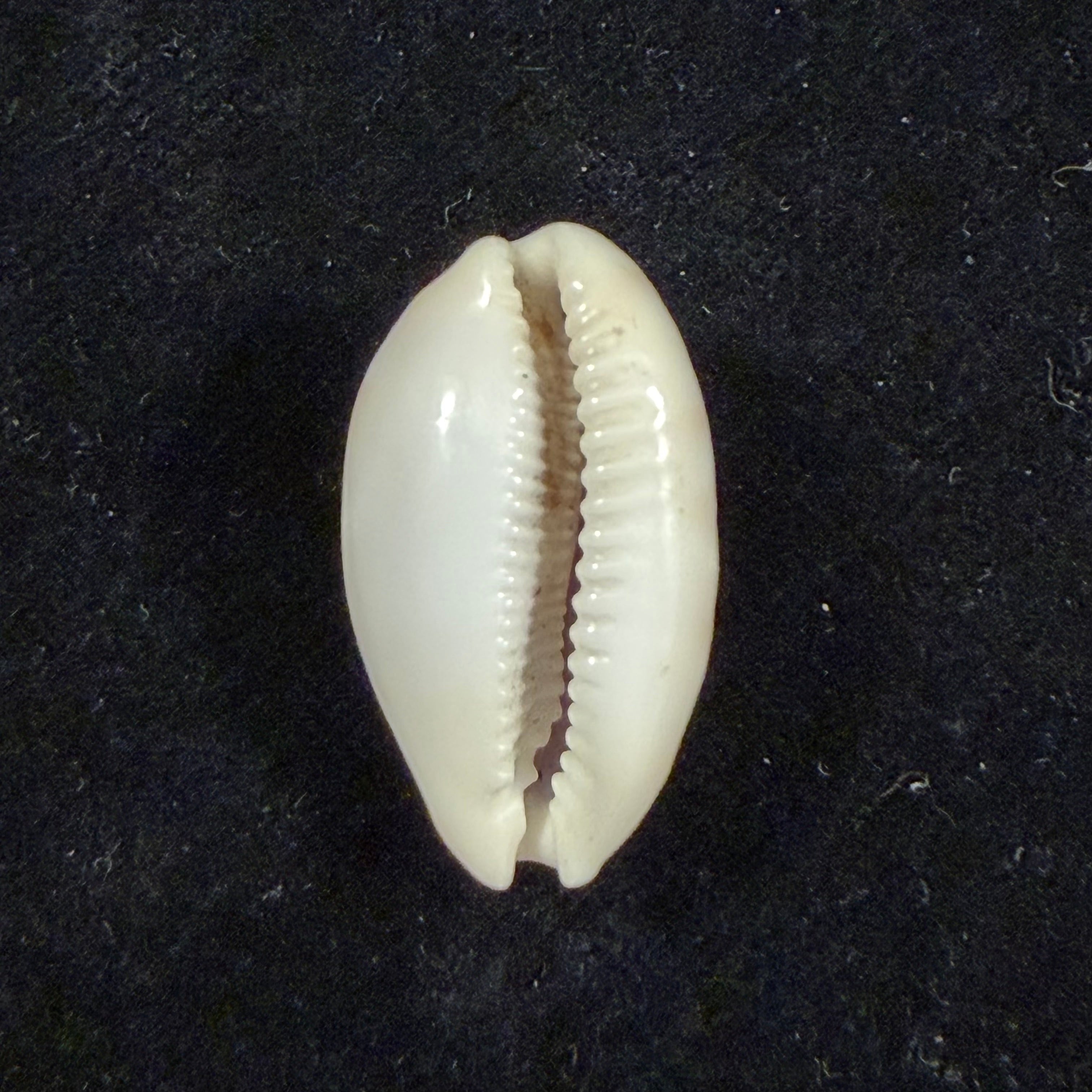 Cypraea alisonae C. M. Burgess, 1983 - 27,6mm