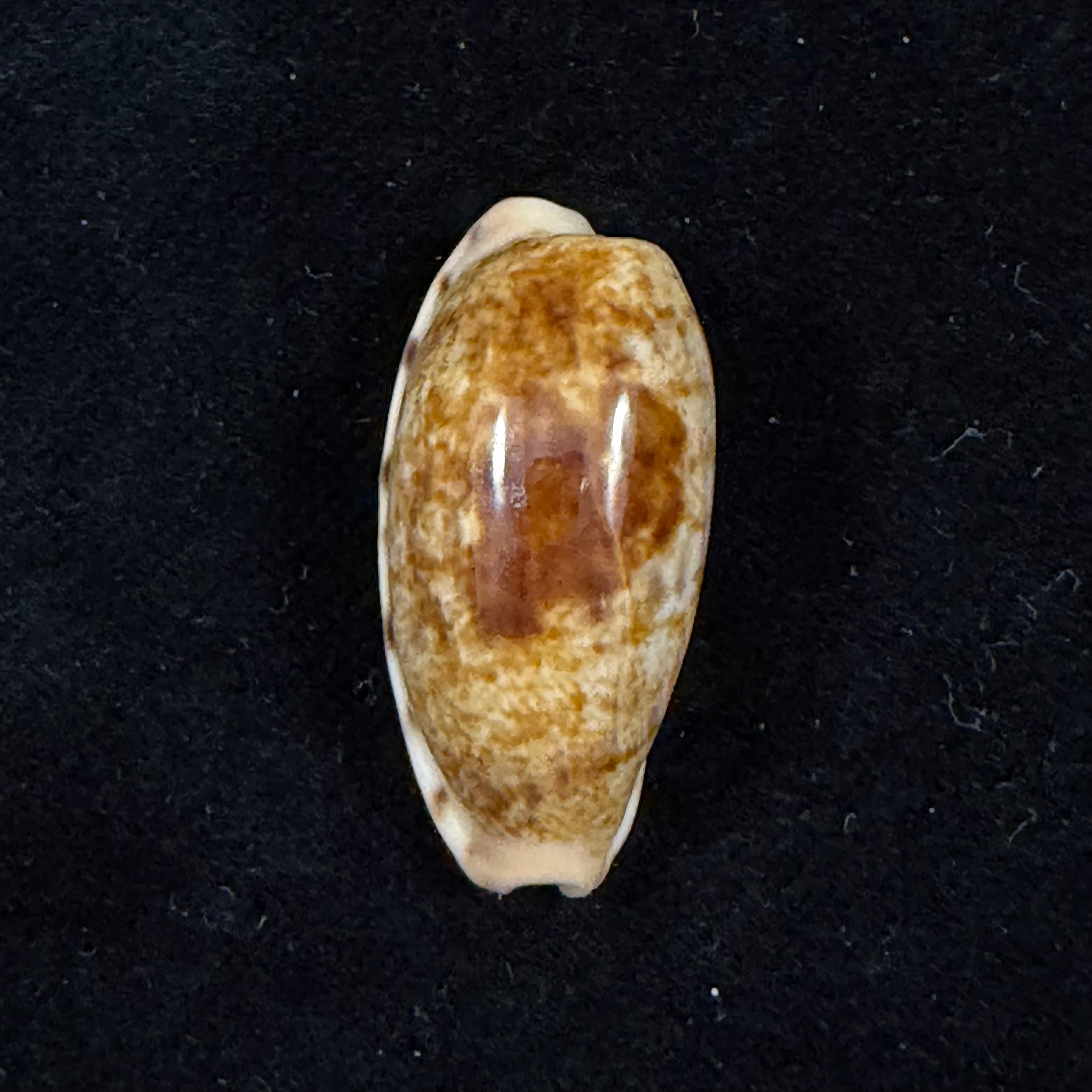Talostolida pellucens panamensis (Lorenz, 2002) - 30,1mm