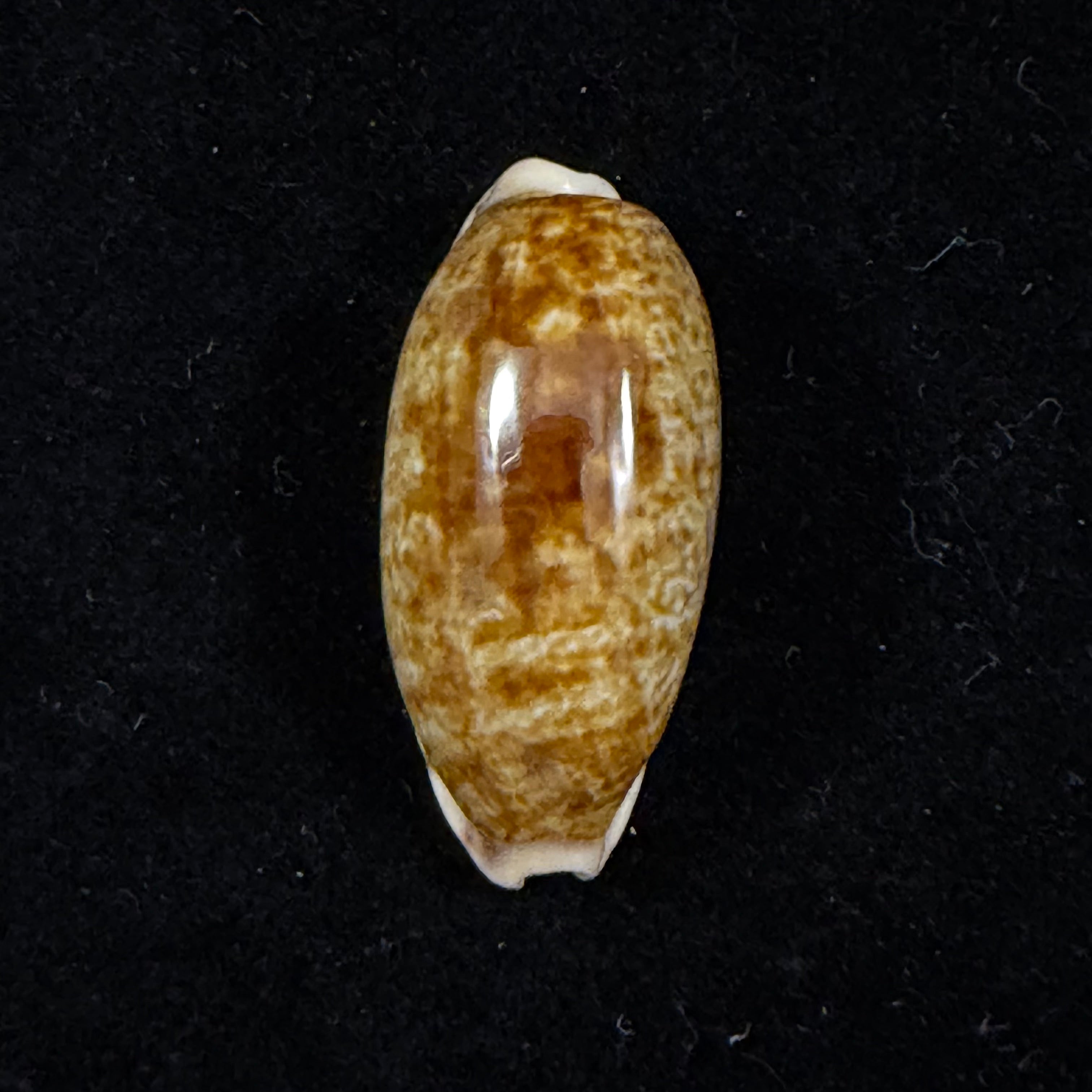 Talostolida pellucens panamensis (Lorenz, 2002) - 28mm