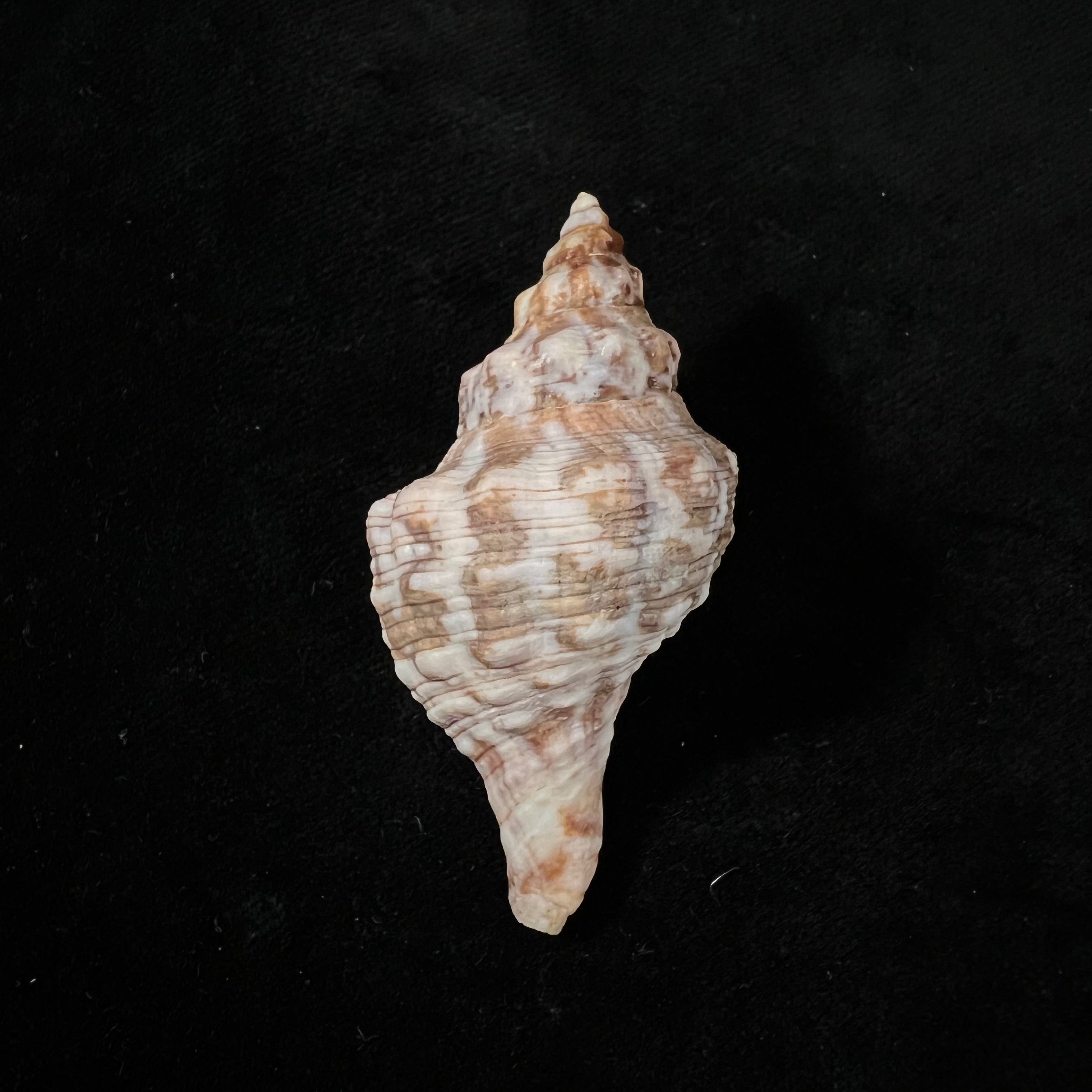 Aurantilaria aurantiaca (Lamarck, 1816) - 60,6mm