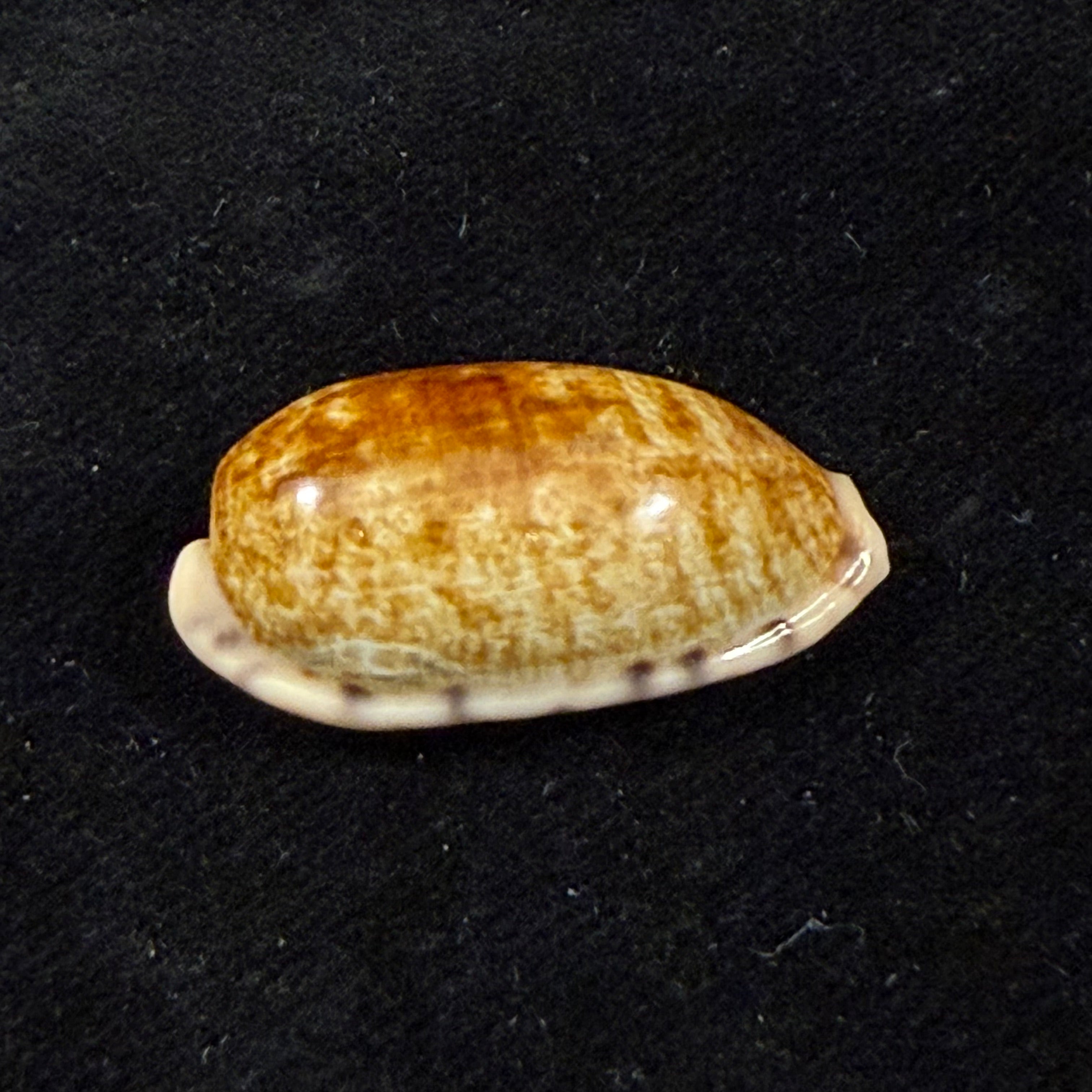 Talostolida pellucens panamensis (Lorenz, 2002) - 28mm