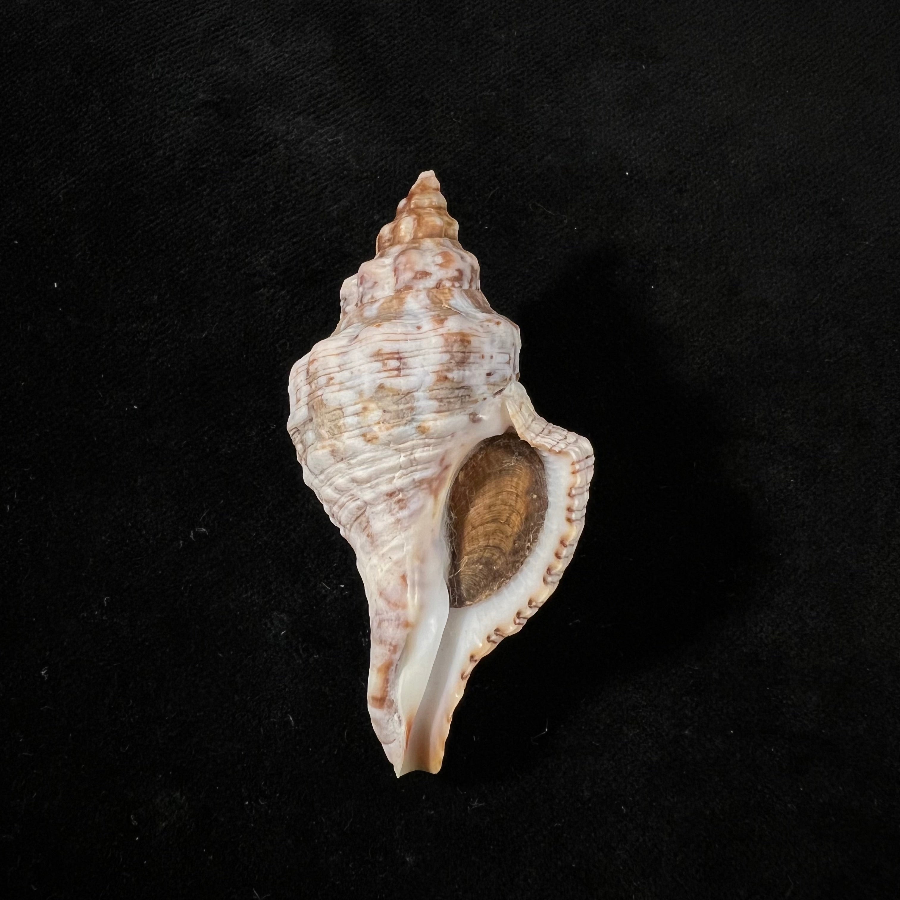 Aurantilaria aurantiaca (Lamarck, 1816) - 60,6mm