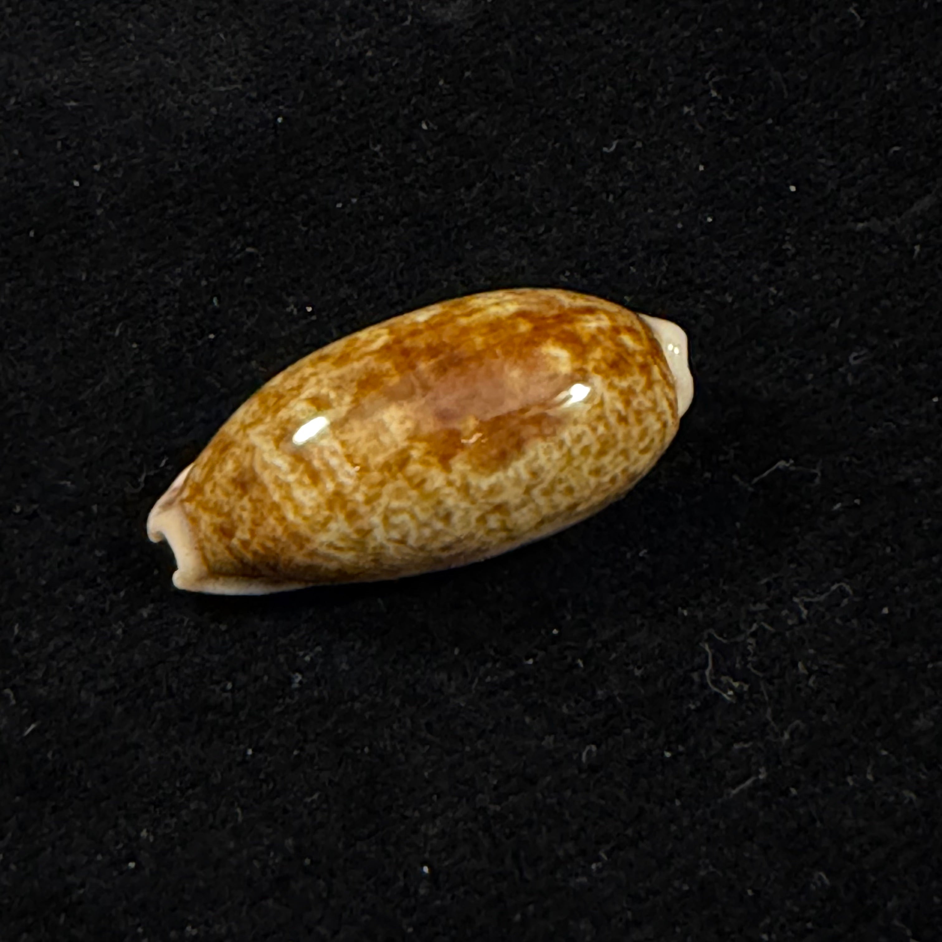 Talostolida pellucens panamensis (Lorenz, 2002) - 28mm
