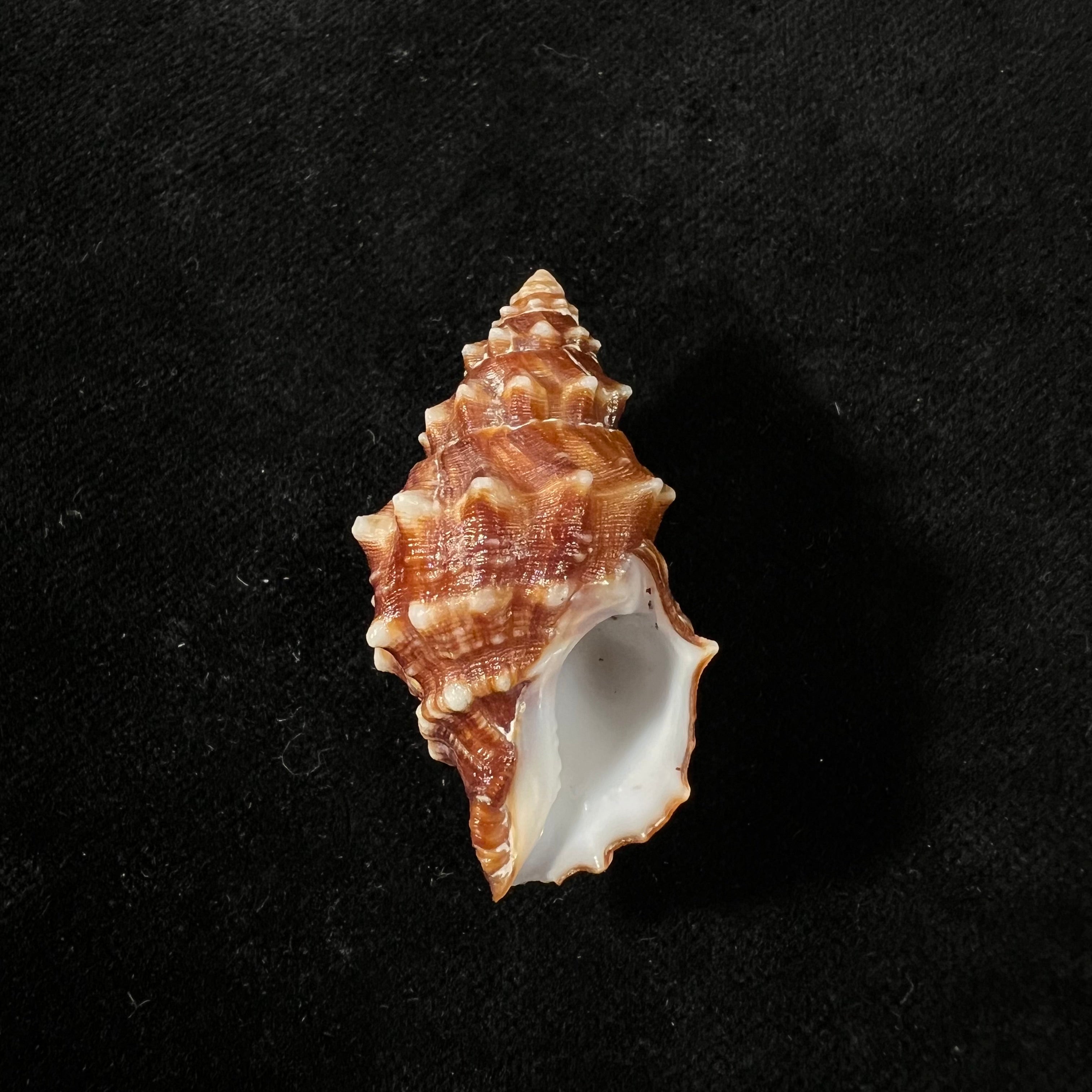 Leucozonia triserialis (Lamarck, 1822) - 42,5mm