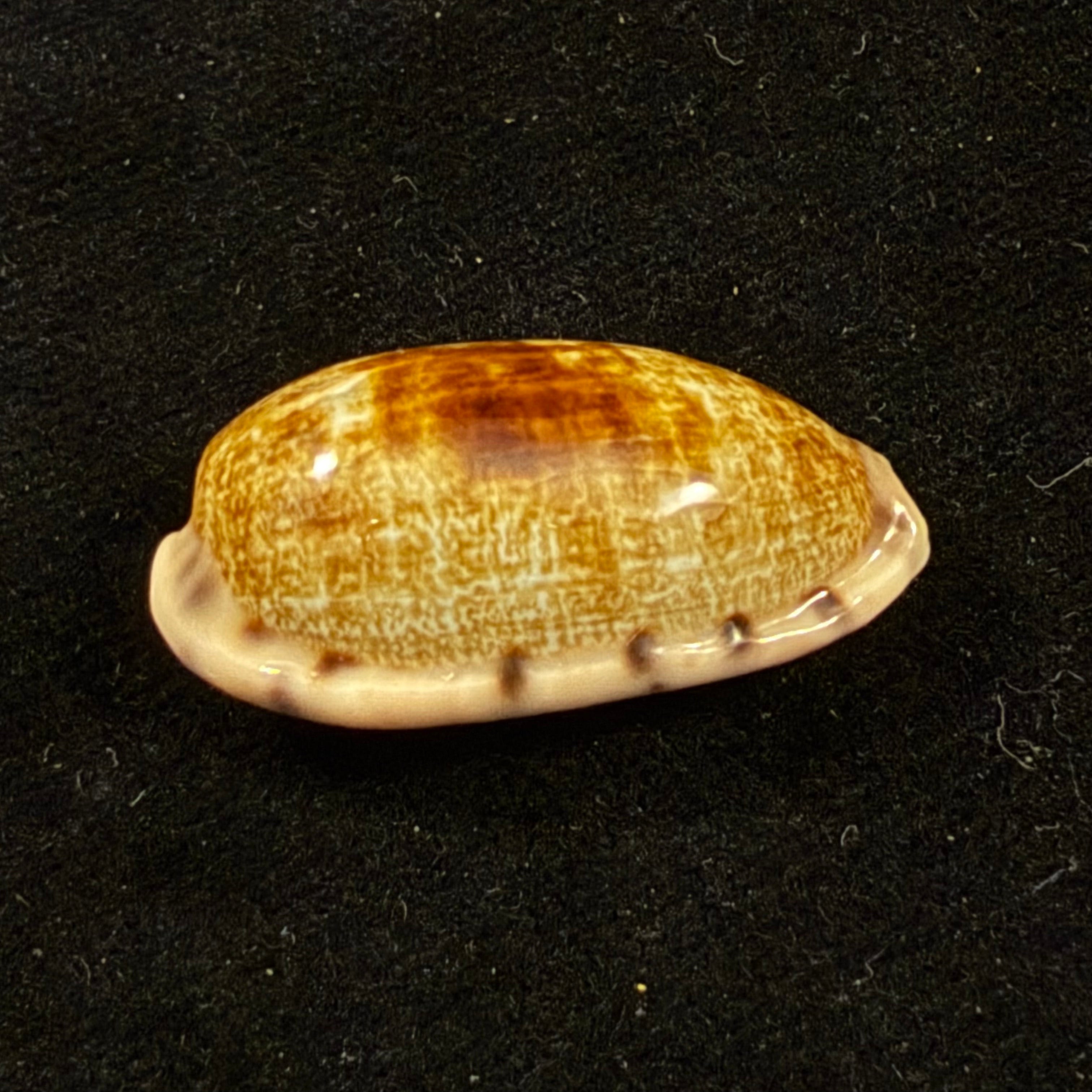 Talostolida pellucens panamensis (Lorenz, 2002) - 28,5mm
